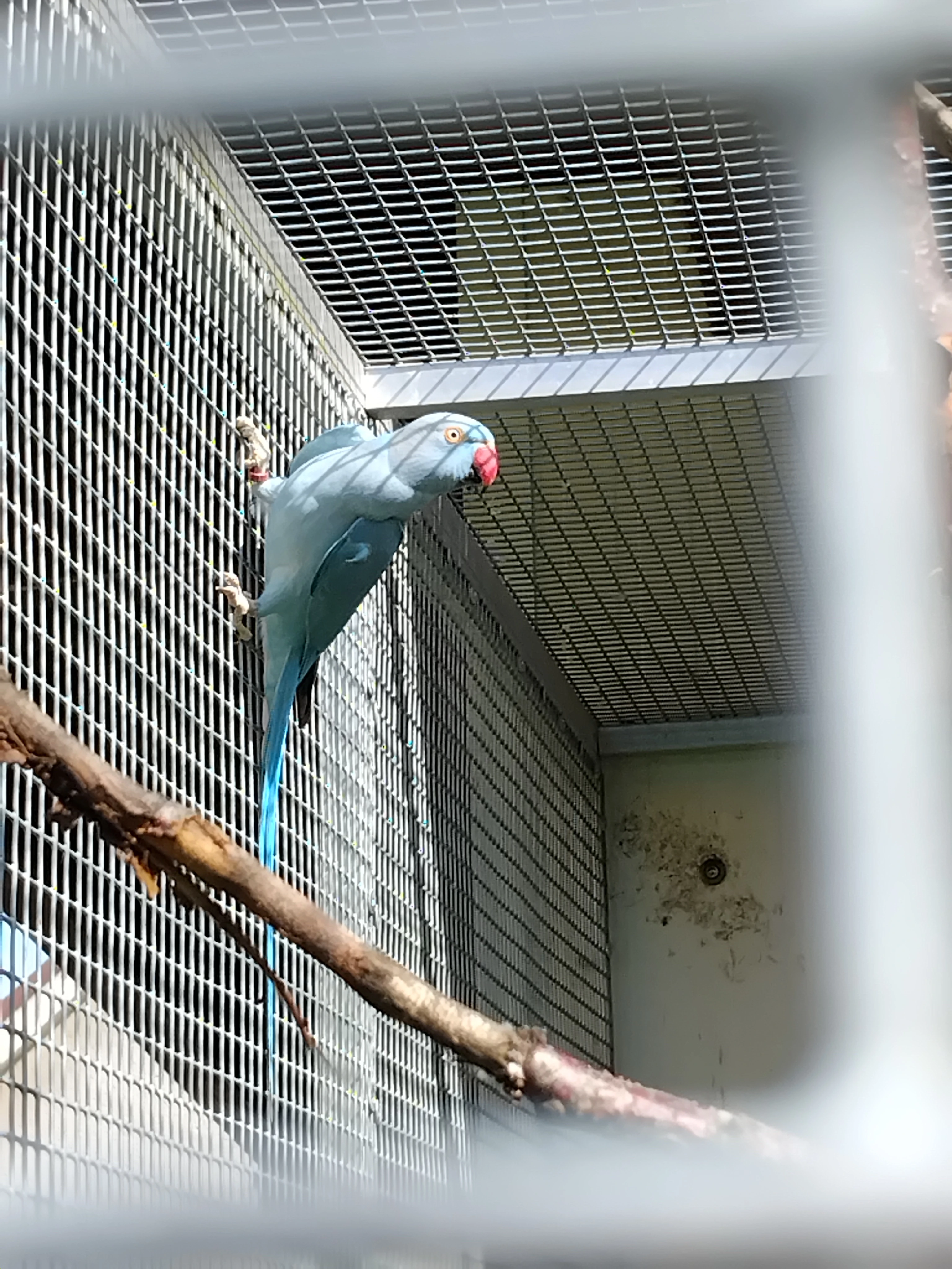 Alexandr malý samice