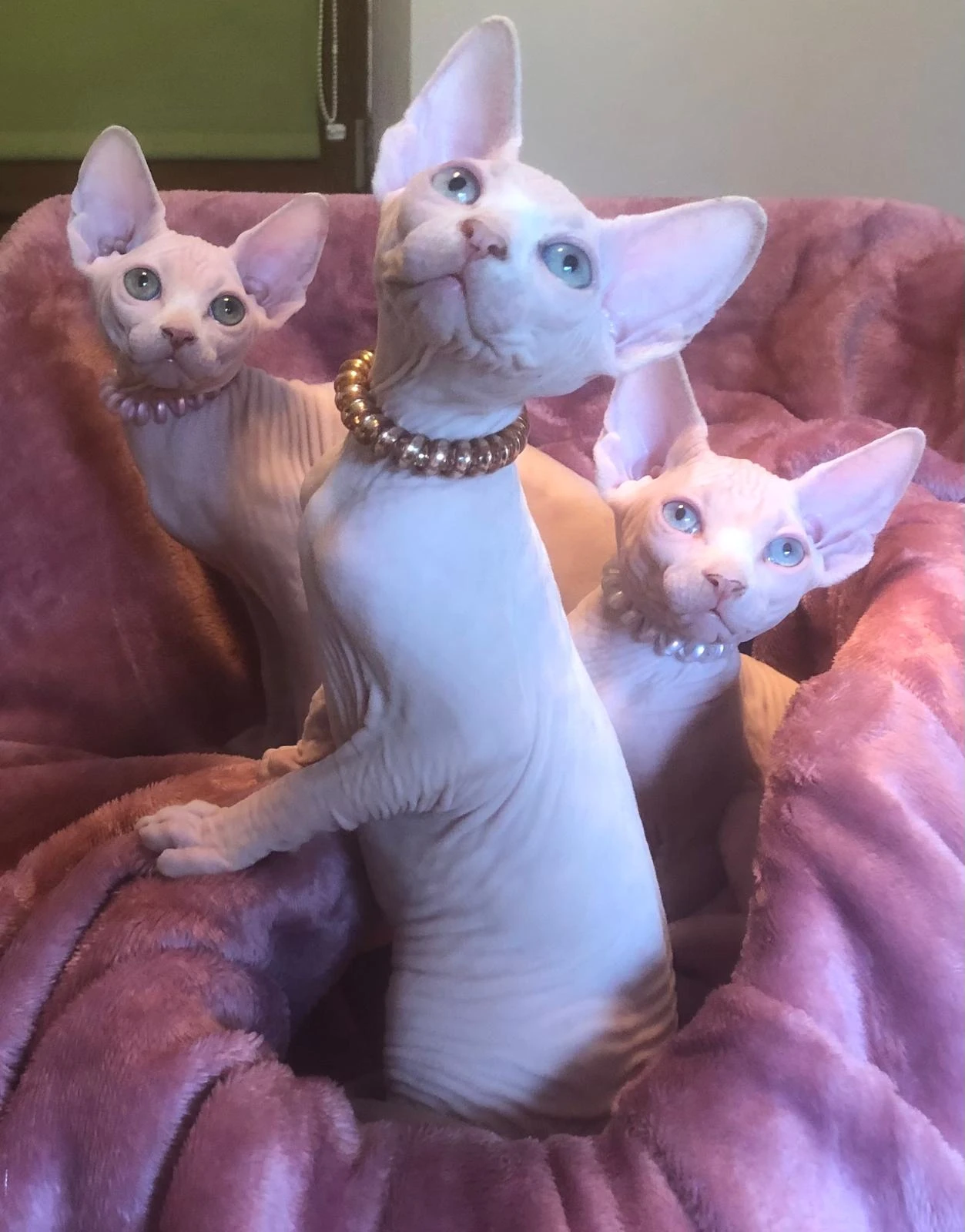 Koťata Kanadský Sphynx s PP