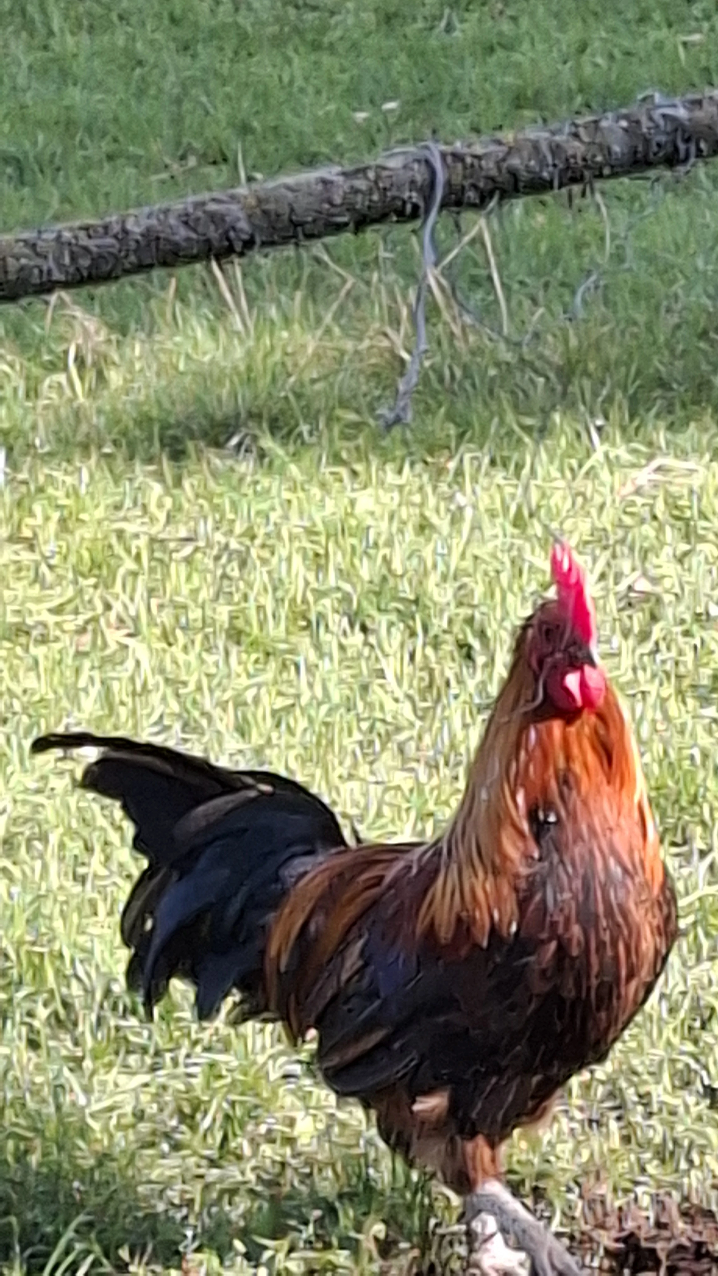 Daruji mladého kohouta