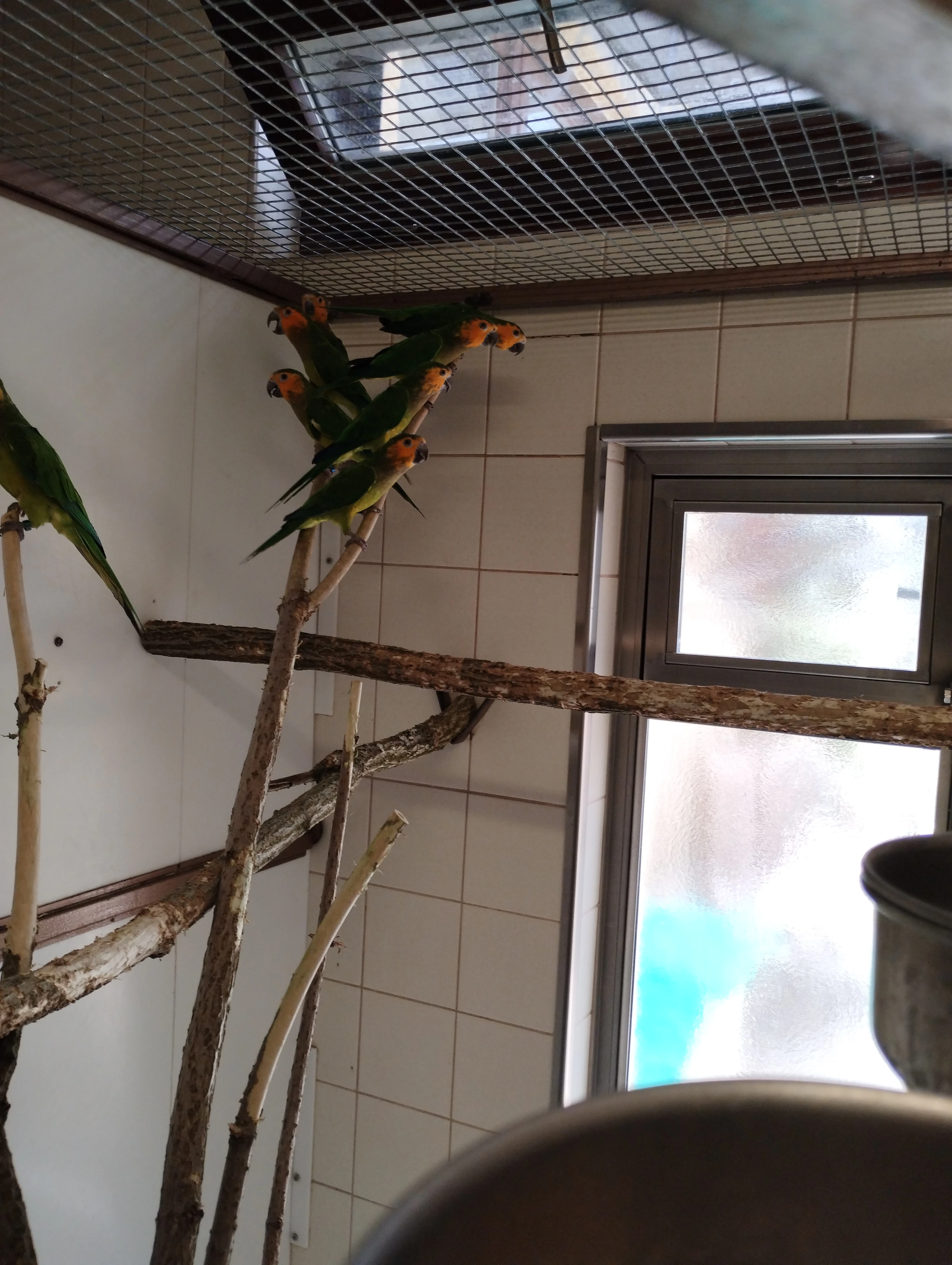 Aratinga hnědohrdlý antilský