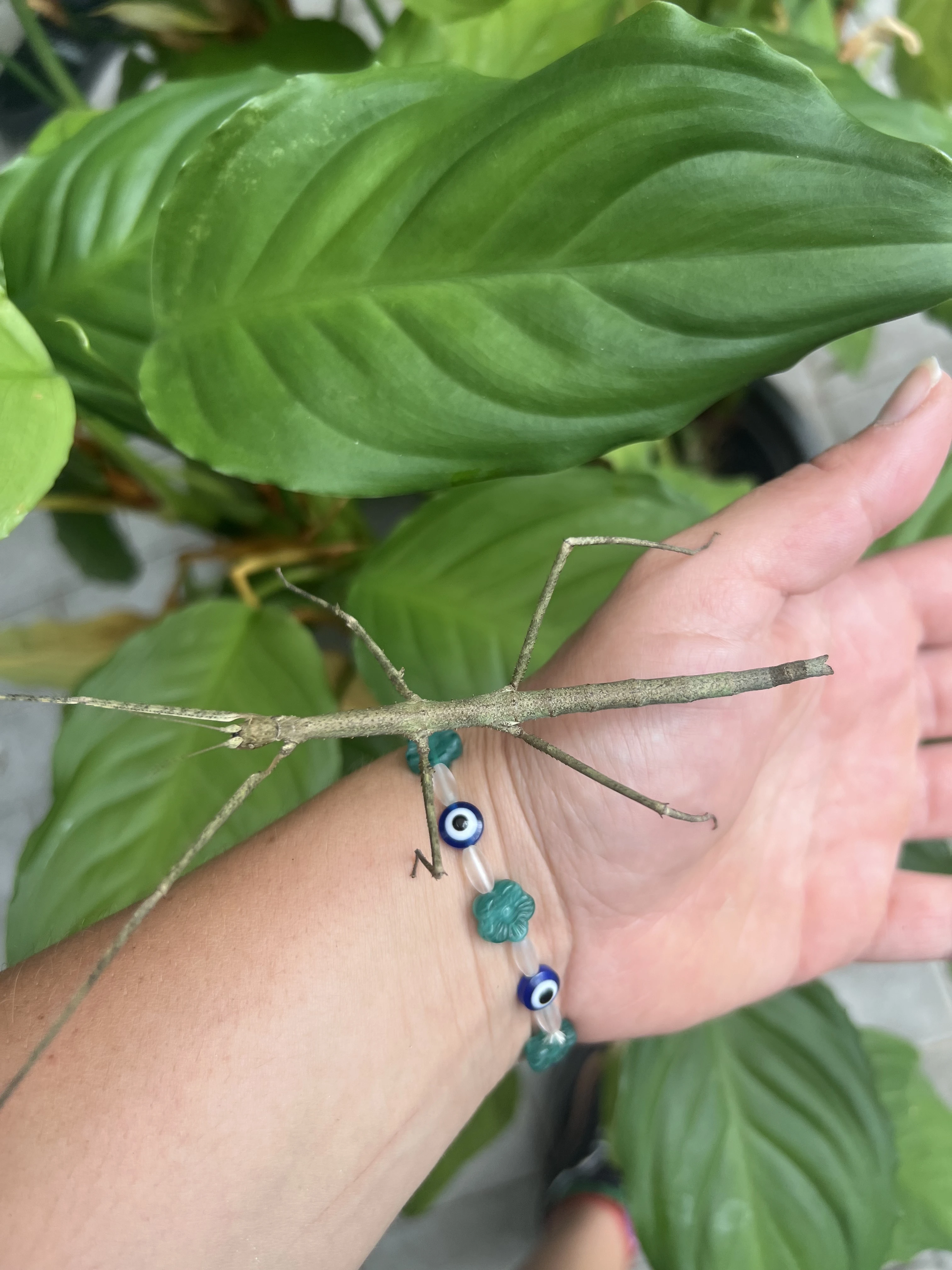 Daruji pakobylky rohaté