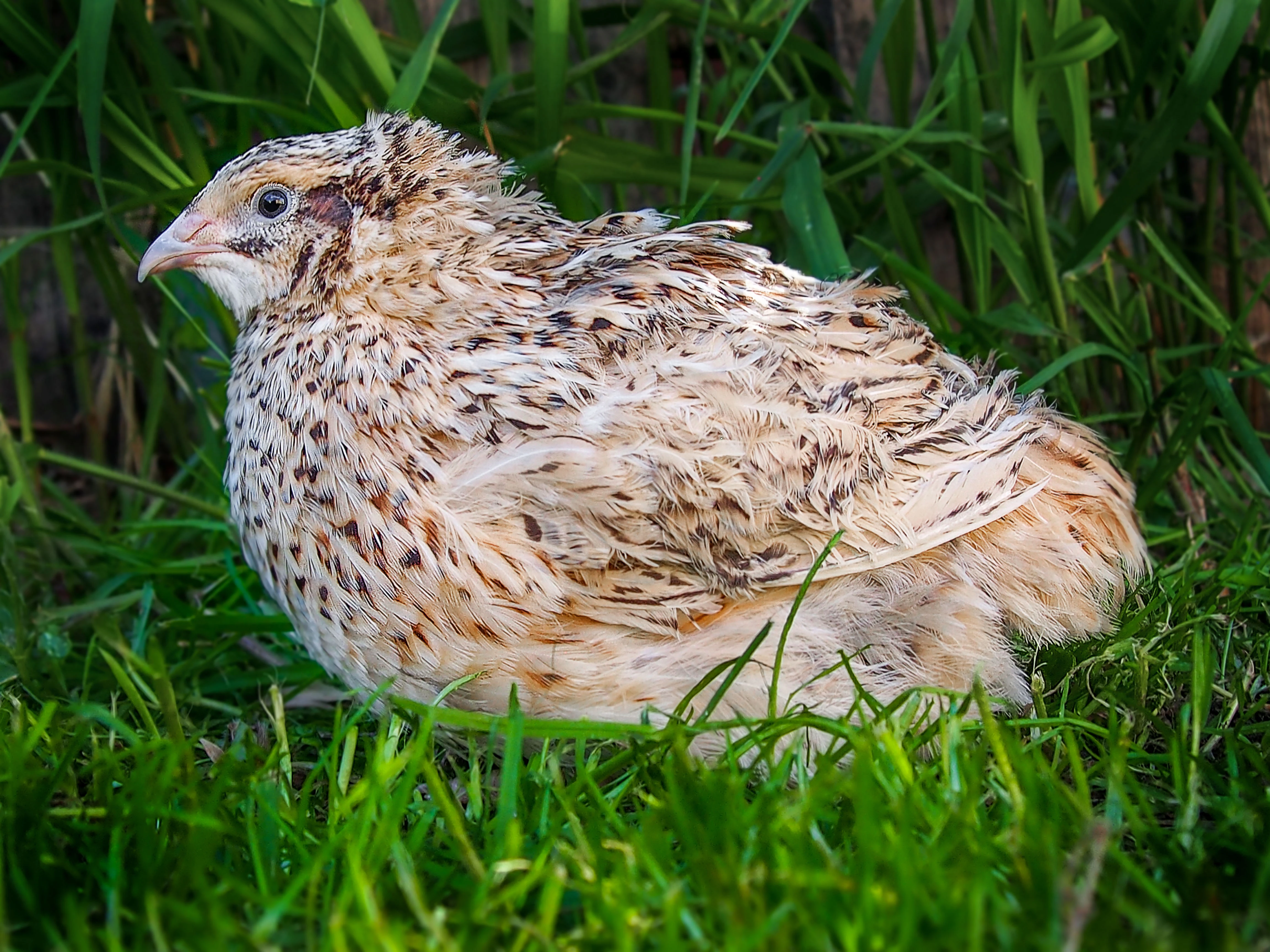 Italský Gigant křepelka - Vejce do líhně