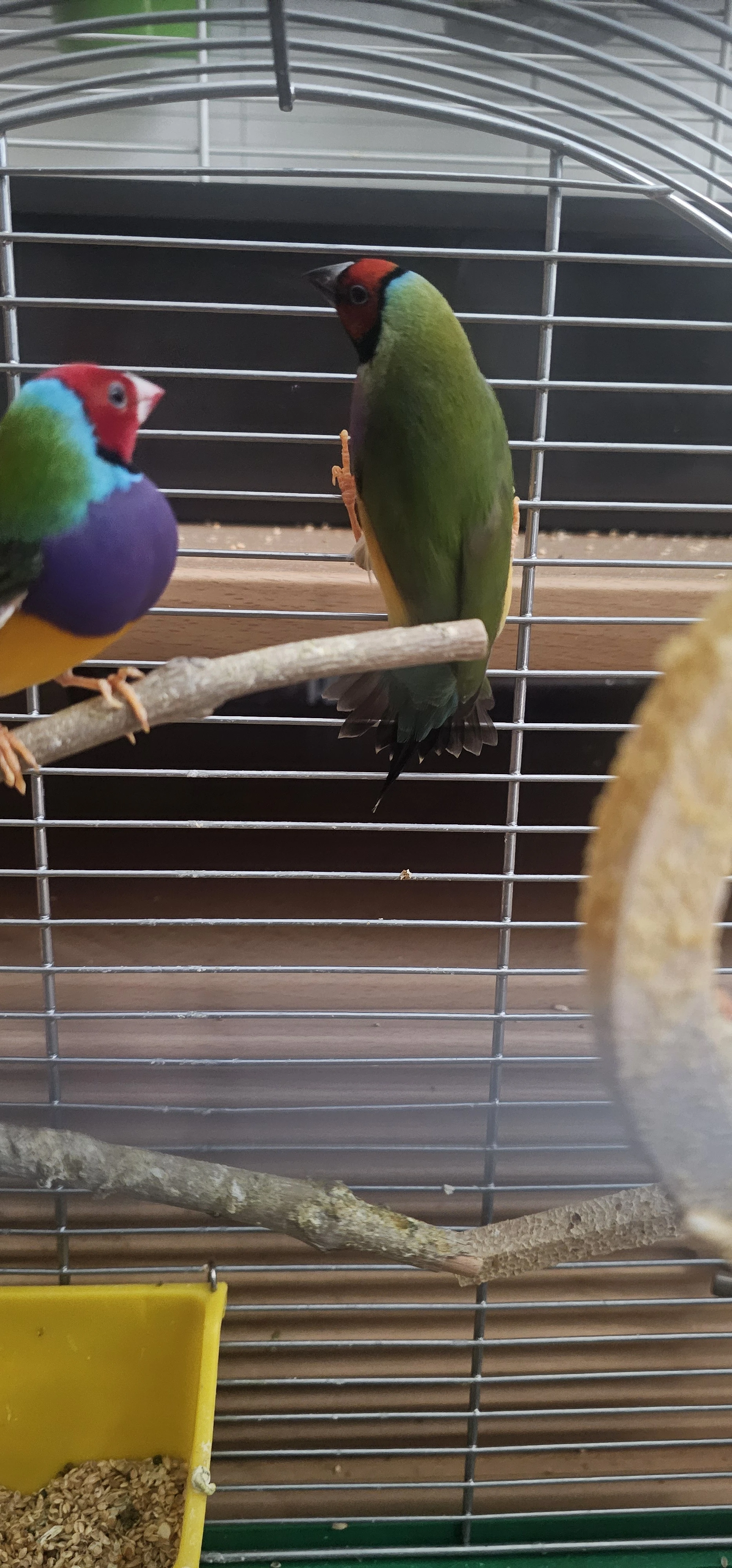 Amadina guldove 2 samci