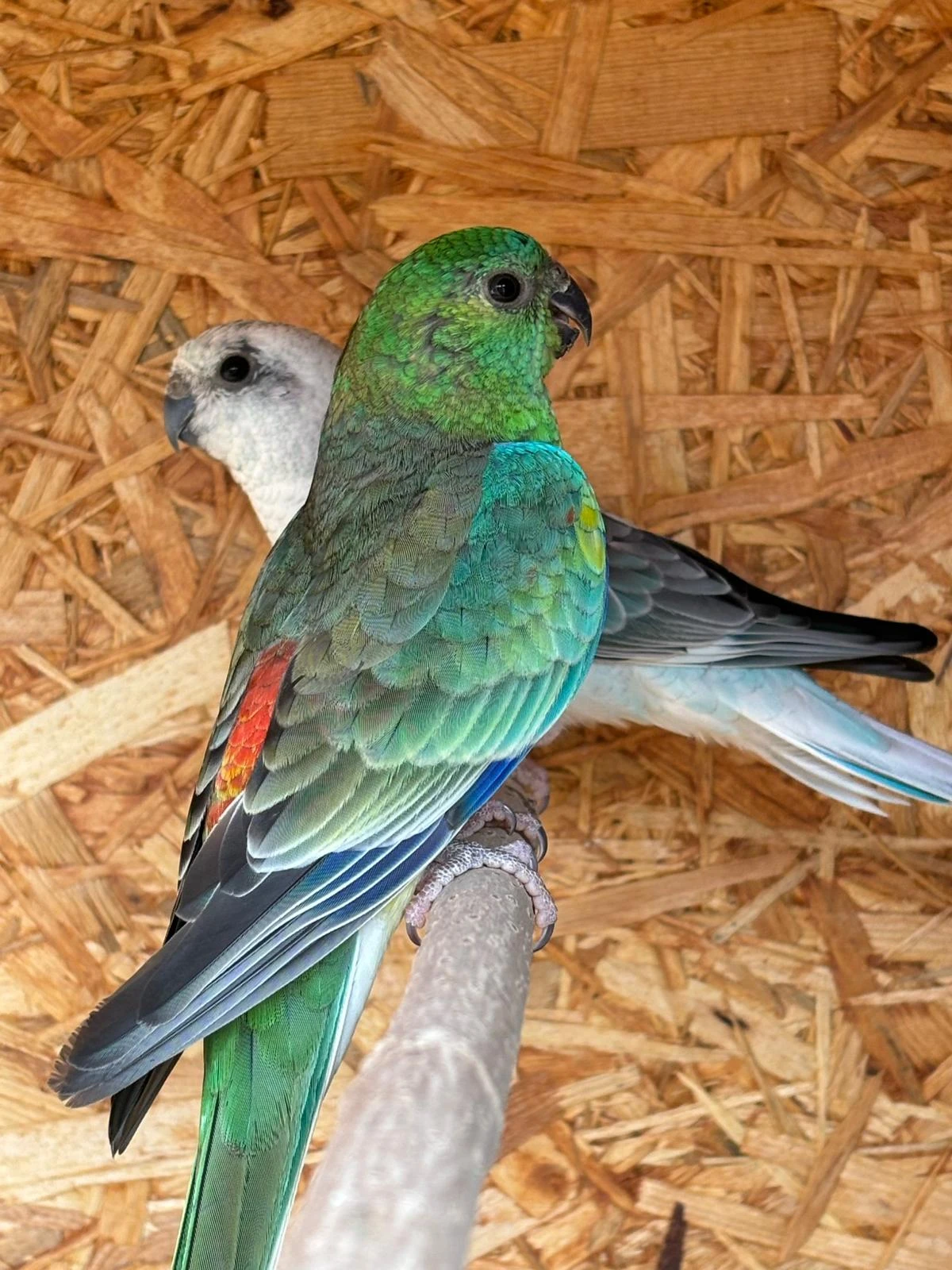 Prodám letošní zpěváky