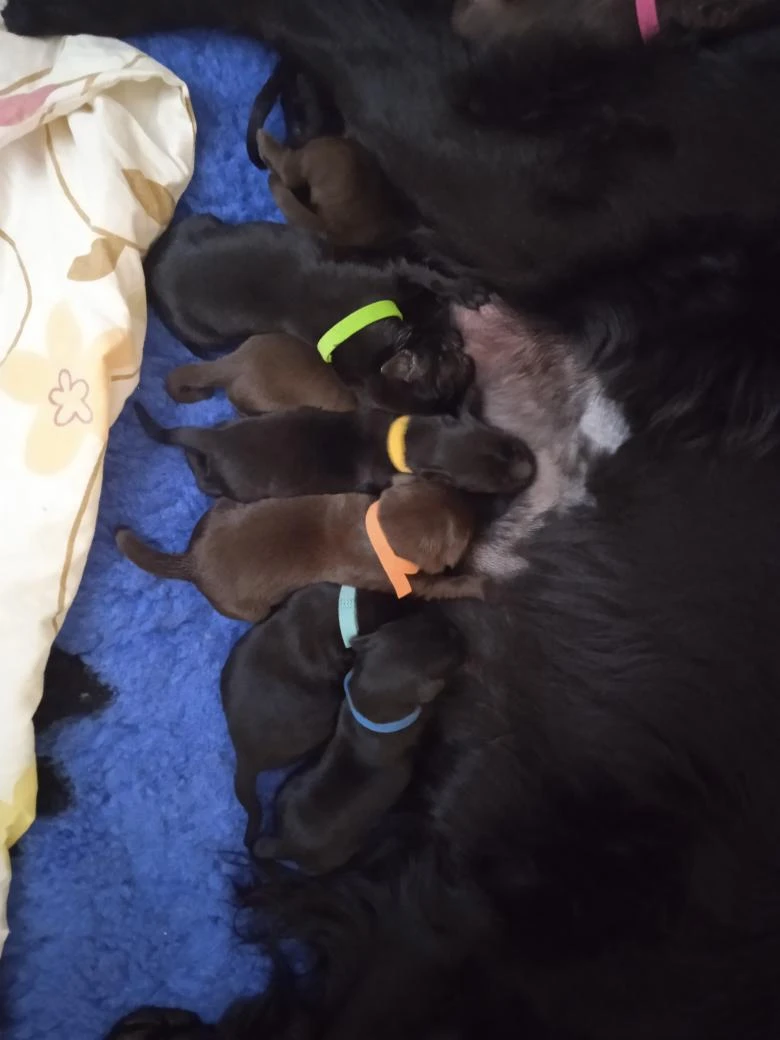 Prodám štěňátka Flat Coated retrieverů s PP