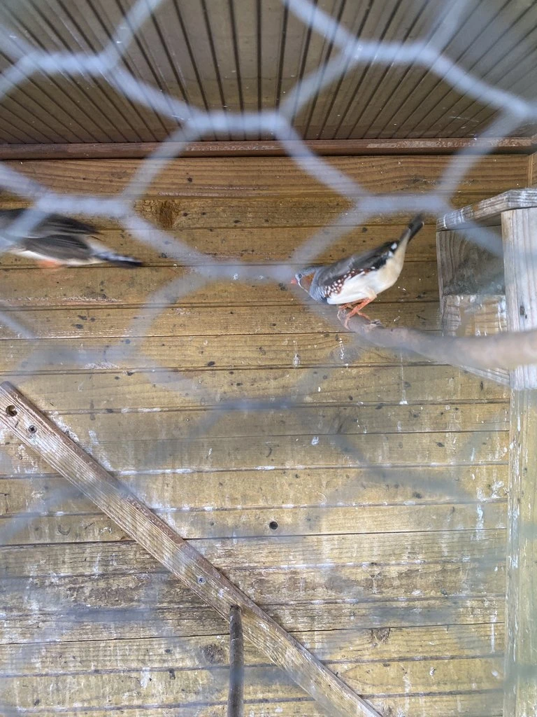 3x Zebřička pestrá