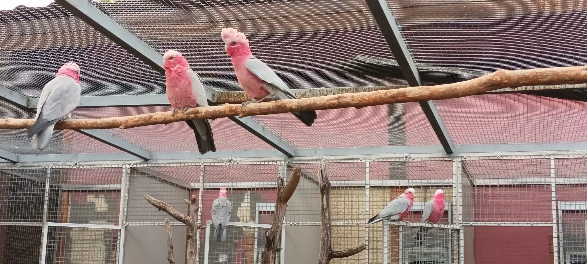 Kakadu Růžový - 3 x chovný pár