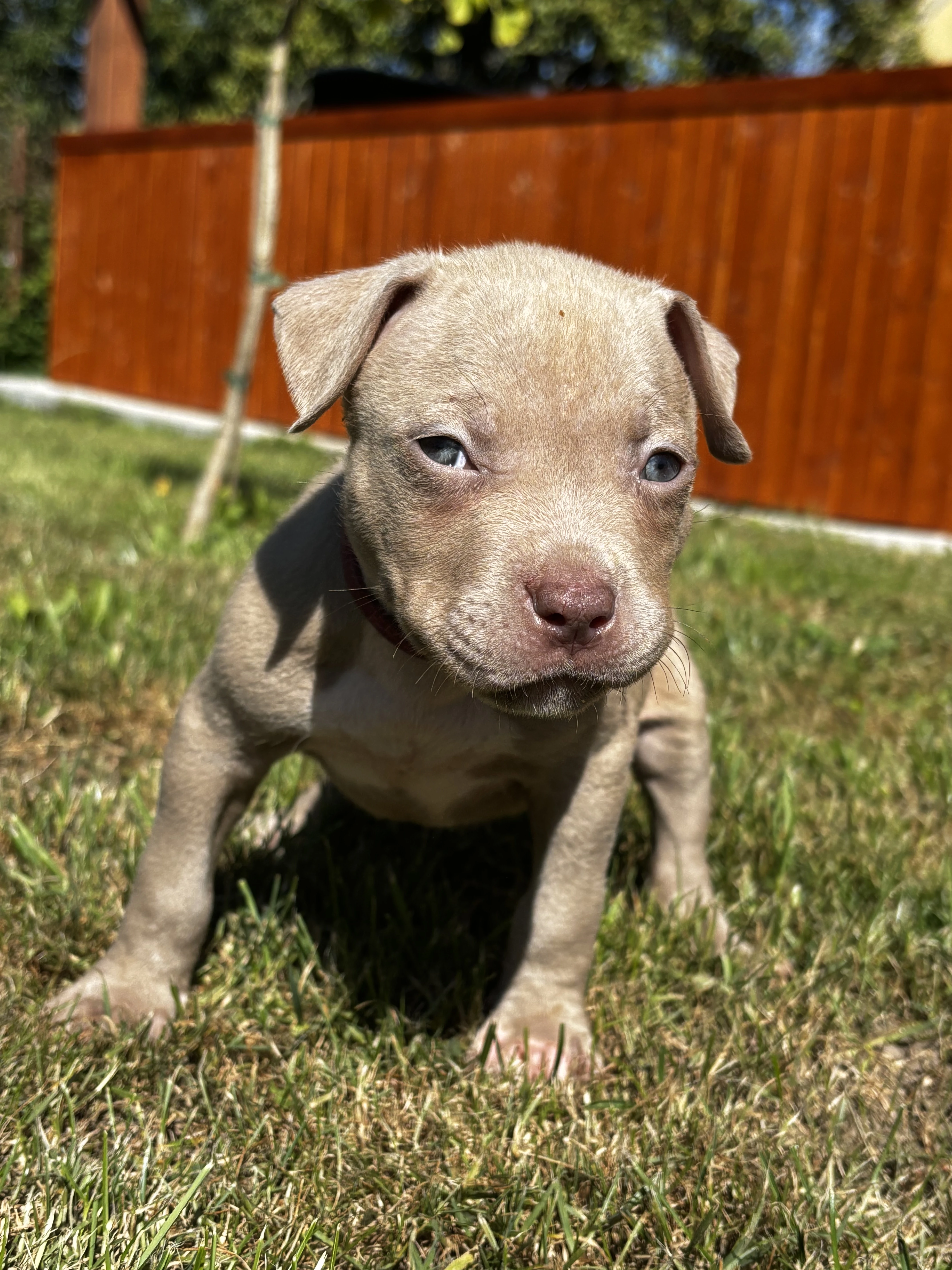Štěňátka american bully xl