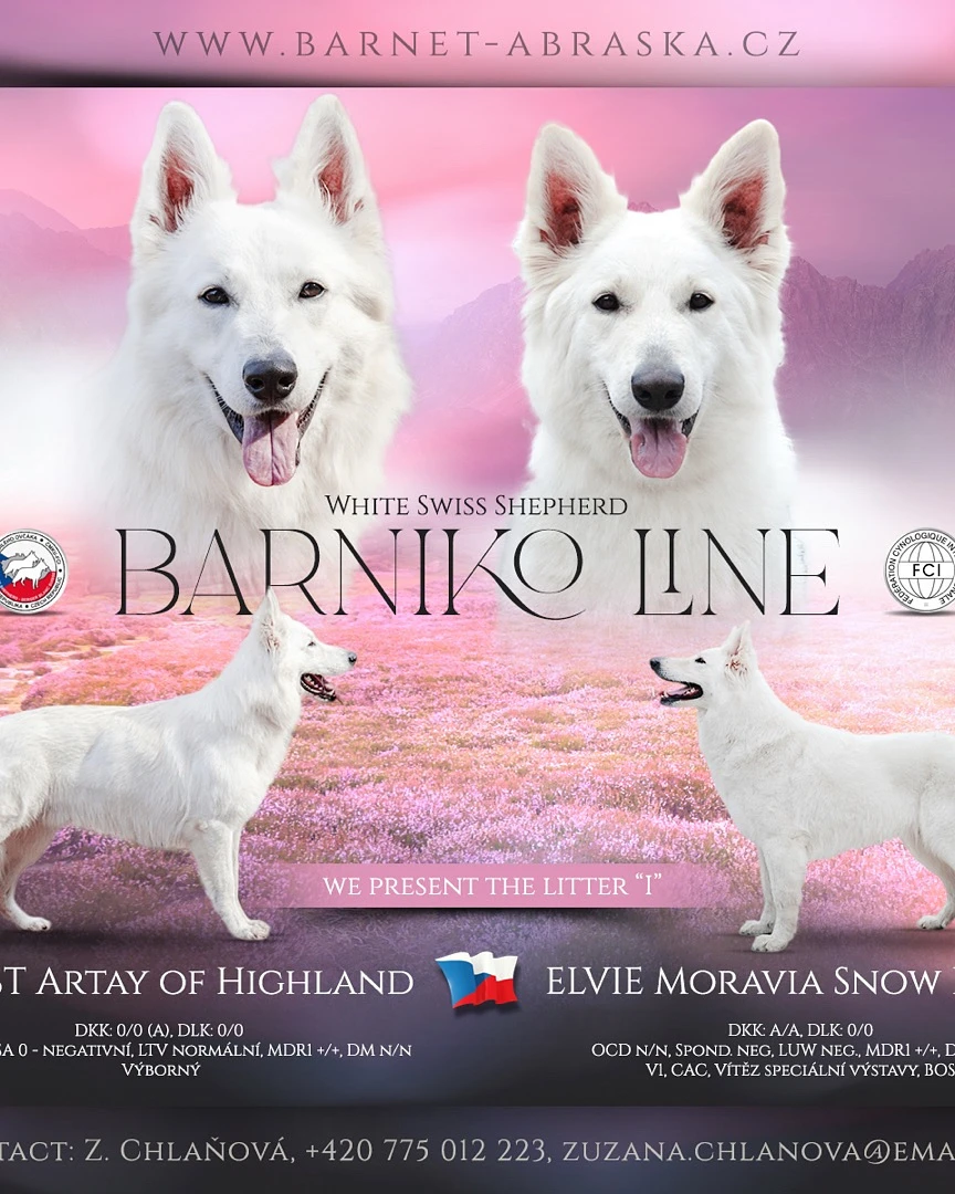 Bílý švýcarský ovčák- štěňátka s vyjímečným rodokmenem