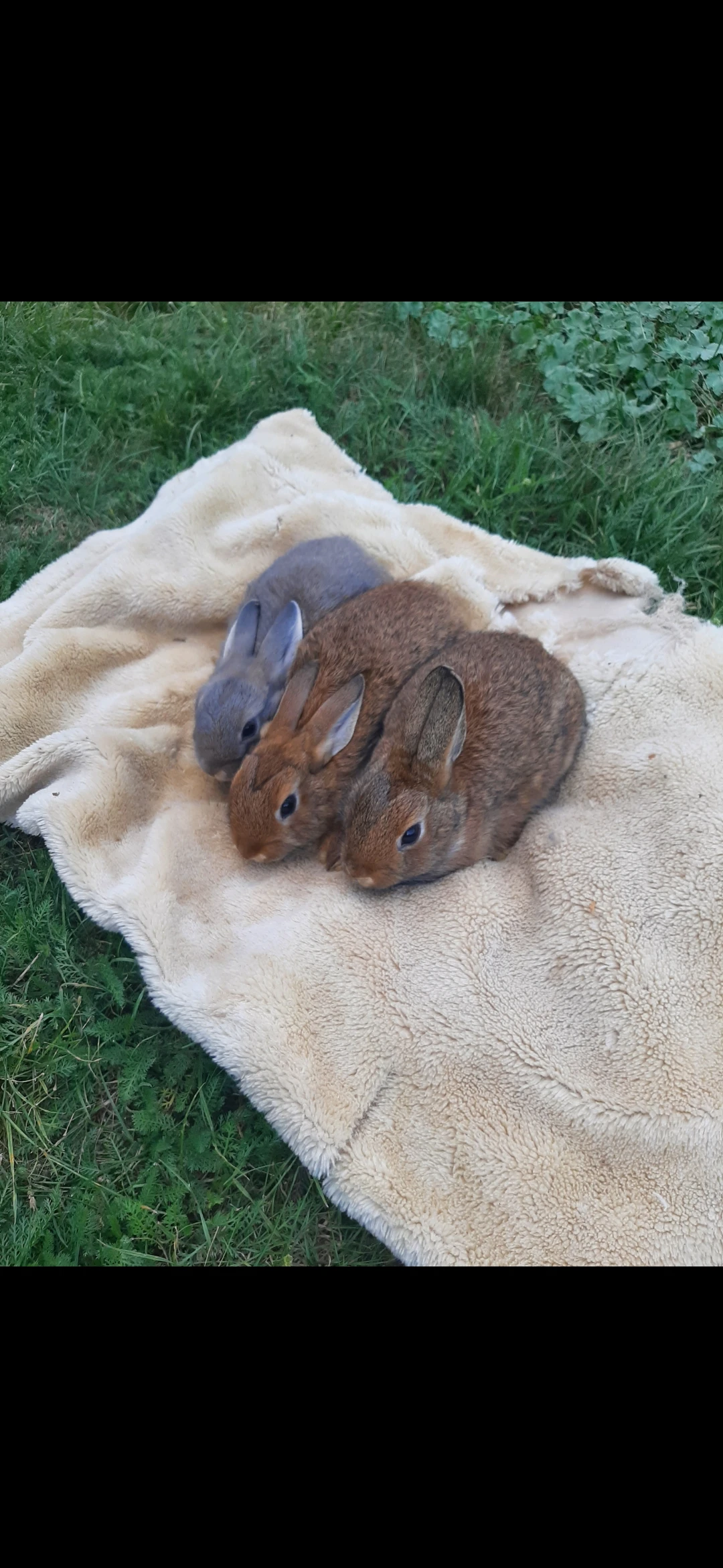 Zakrsli kralicci... králíci