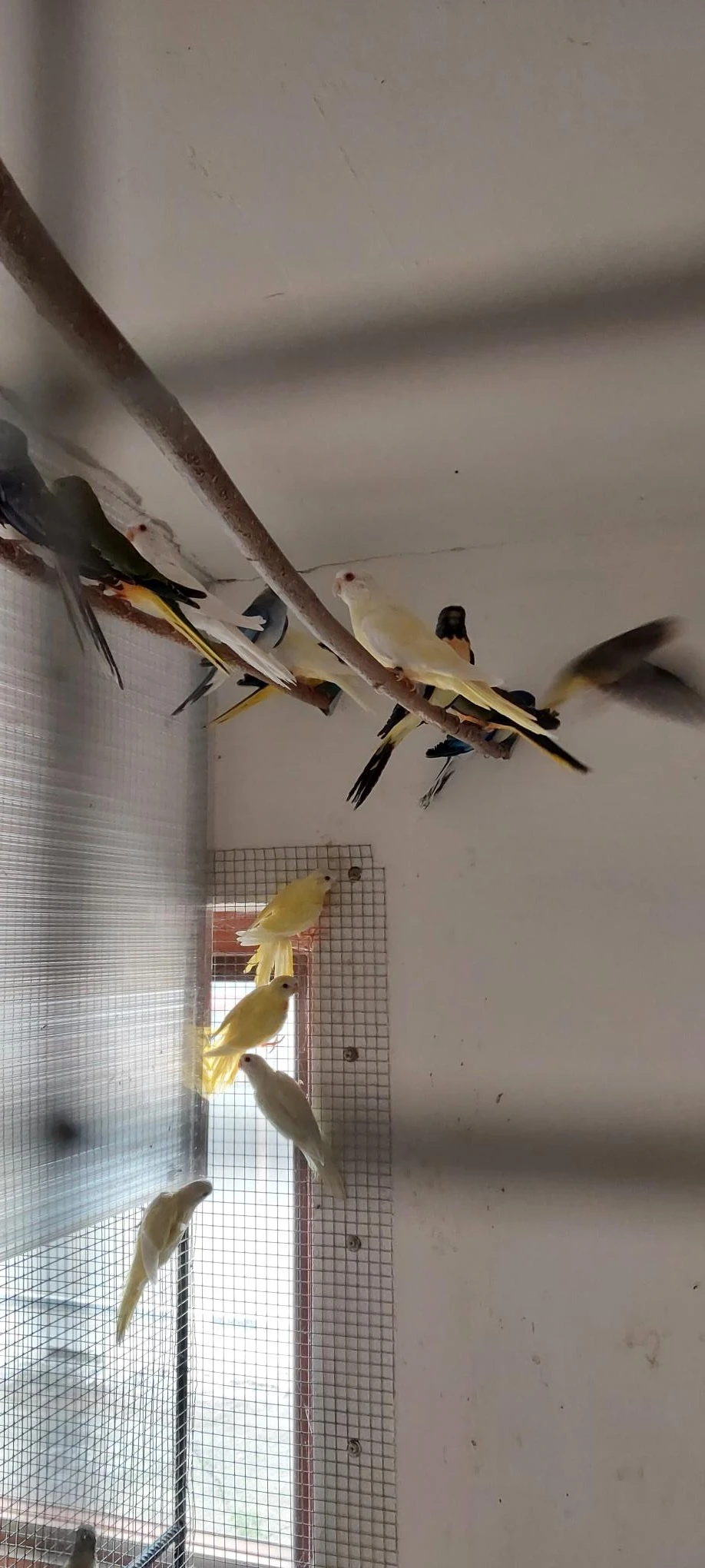 Neoféma modrohlavá