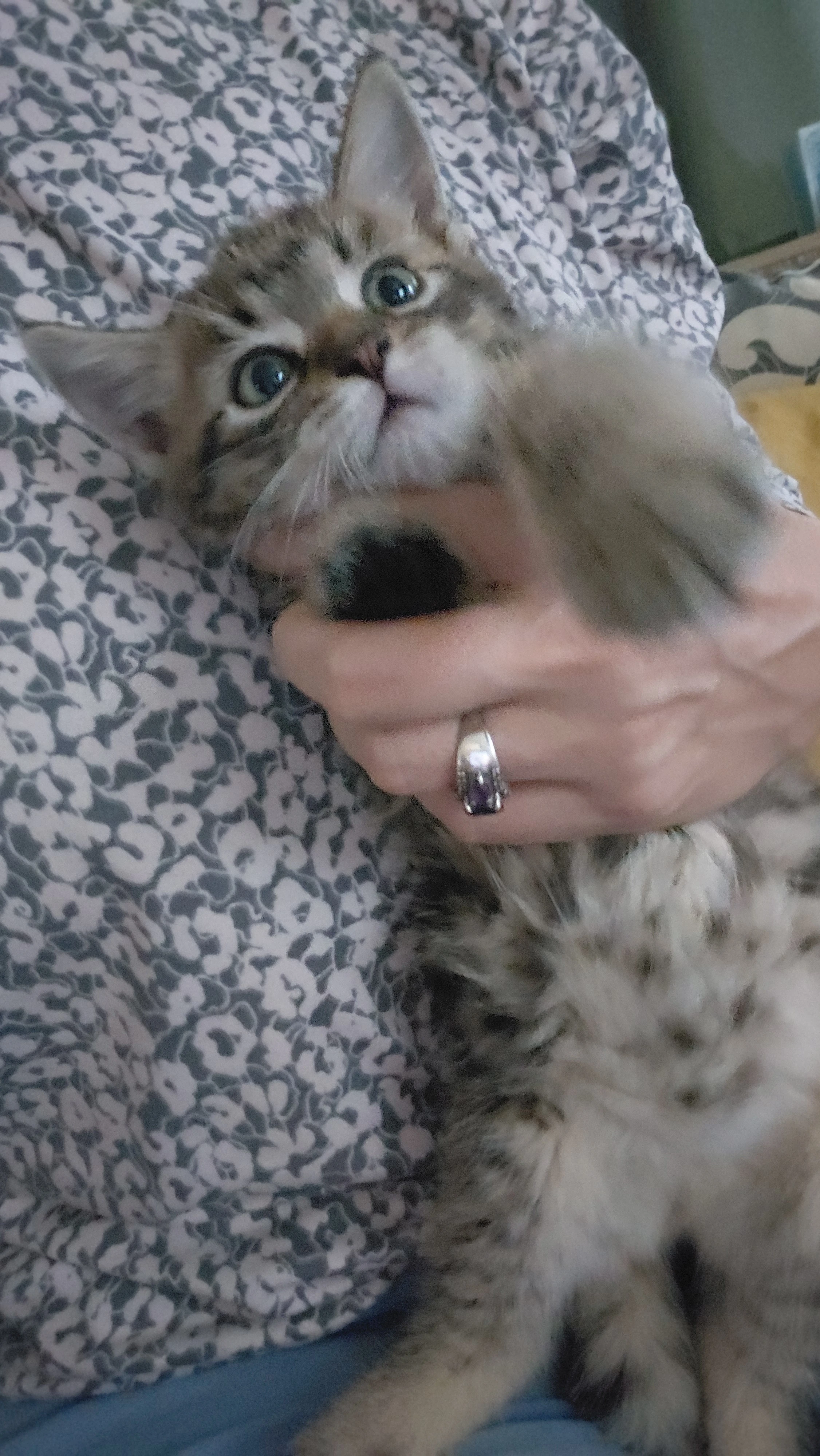 Koťátko sibiřské