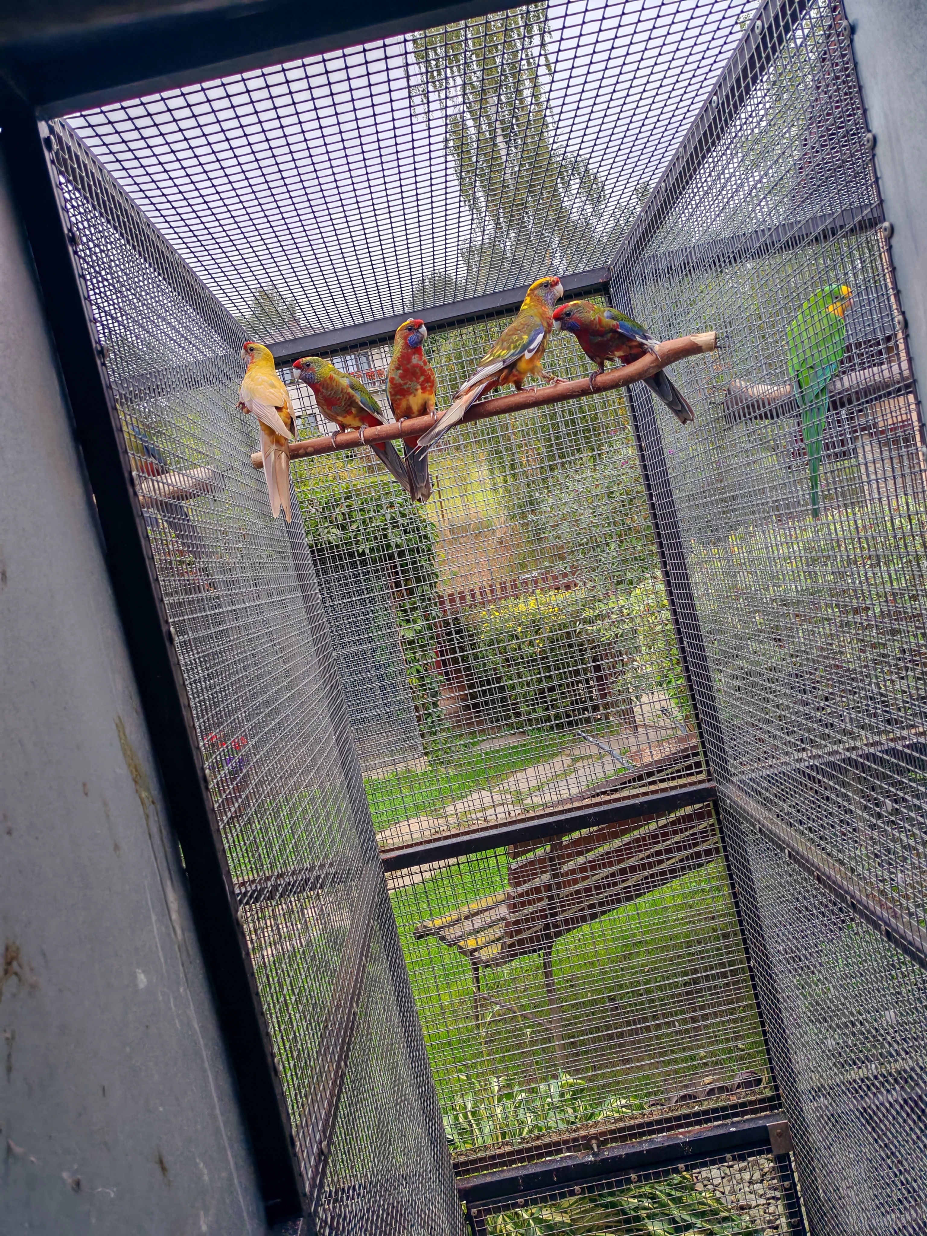 Rosela penant straka