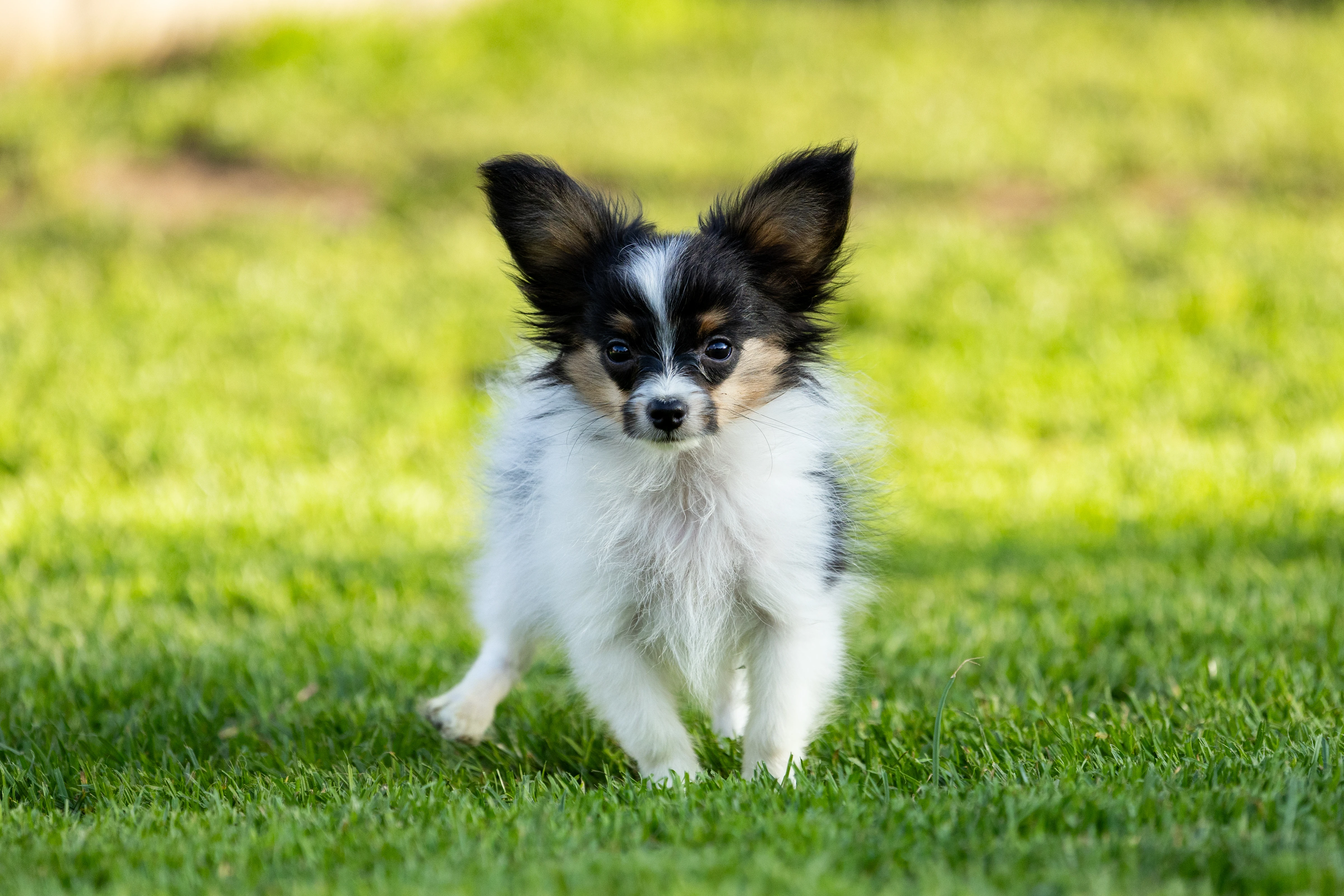 Malý kontinentální španěl - Papillon s Průkazem původu