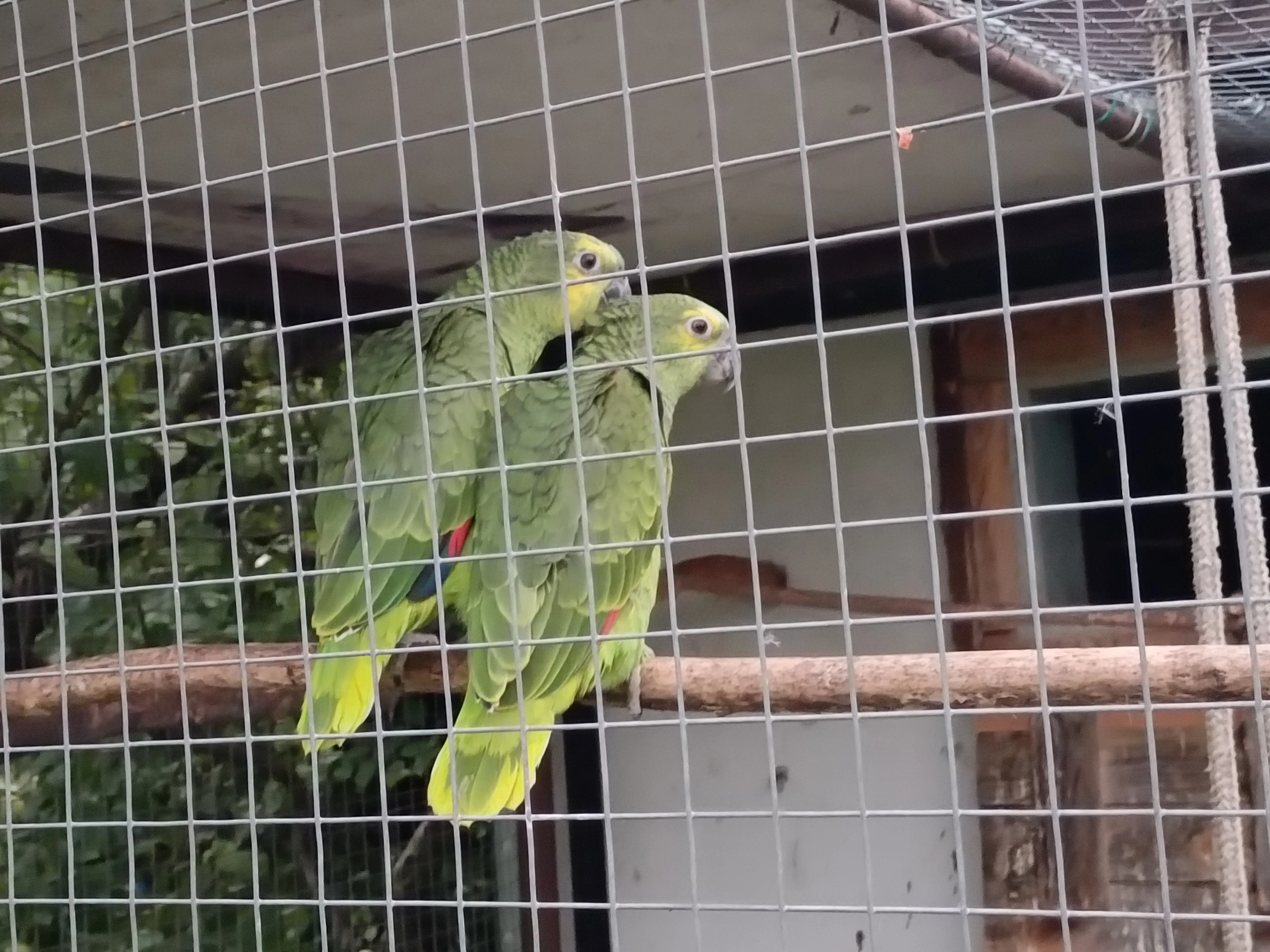 Amazoňan modročelý - mláďata