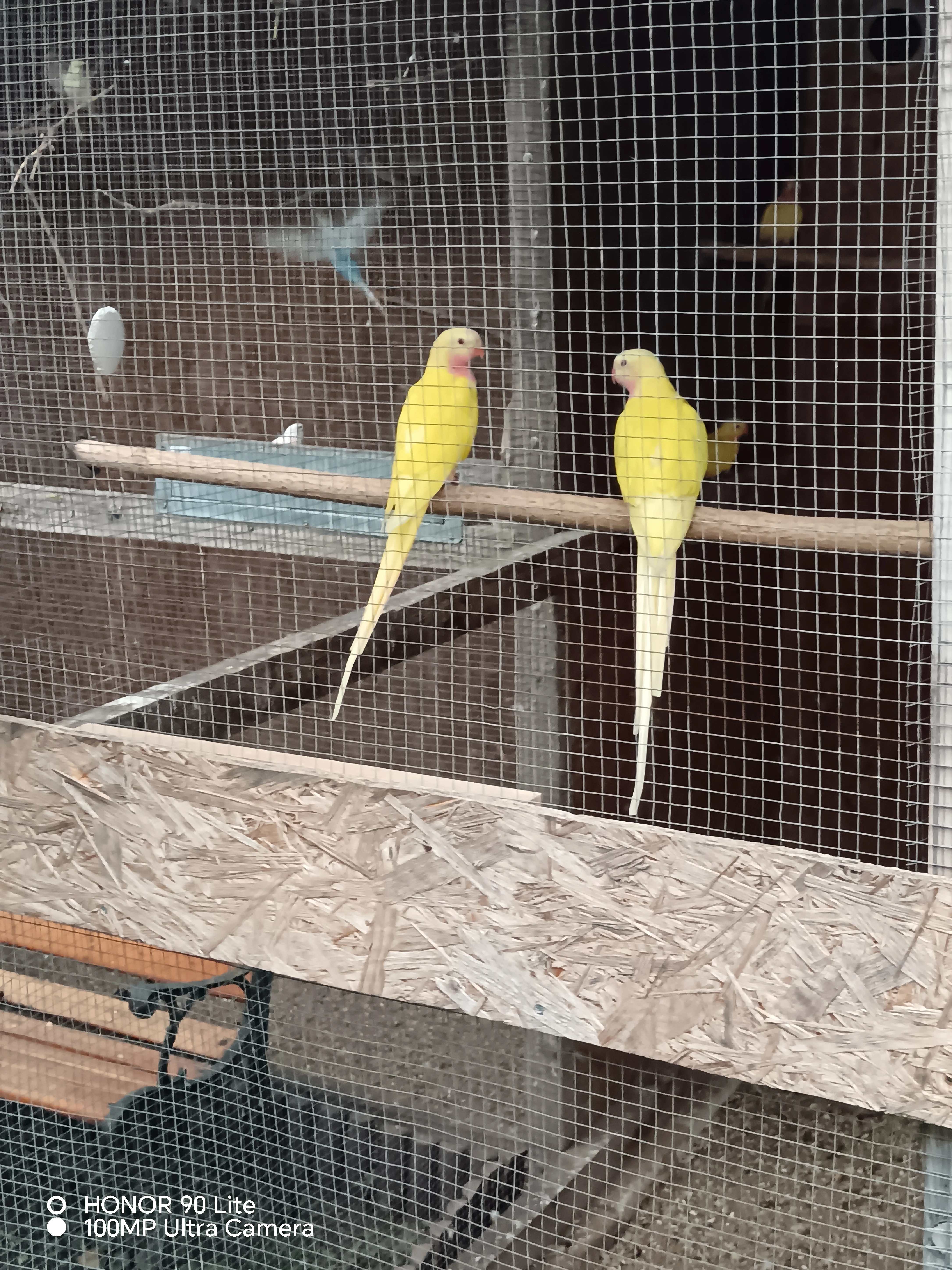 Papoušek Alexandřin Lutino