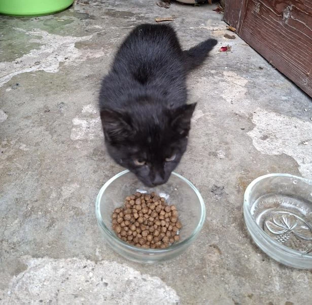 Černé kotě - cca. 2 měsíce