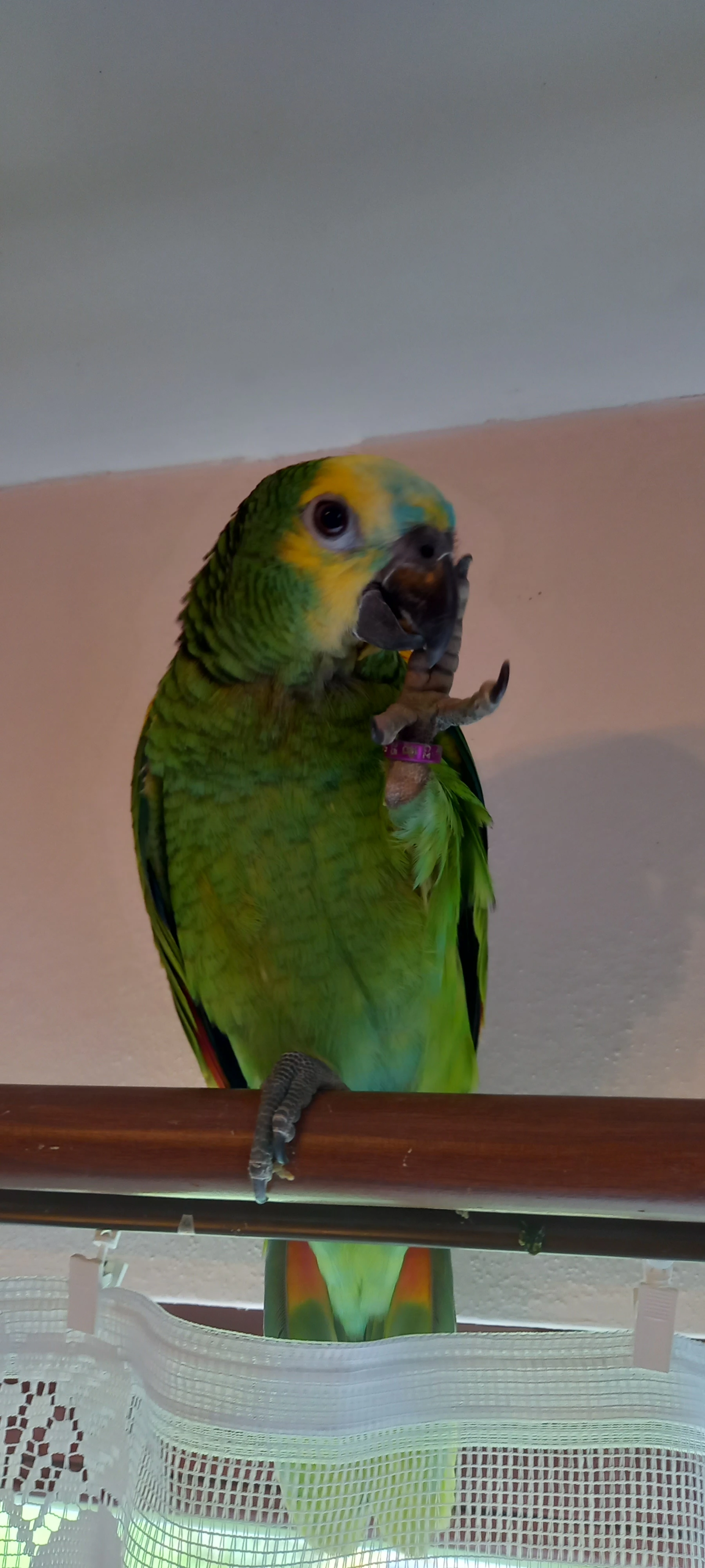 Amazoňan modročelý