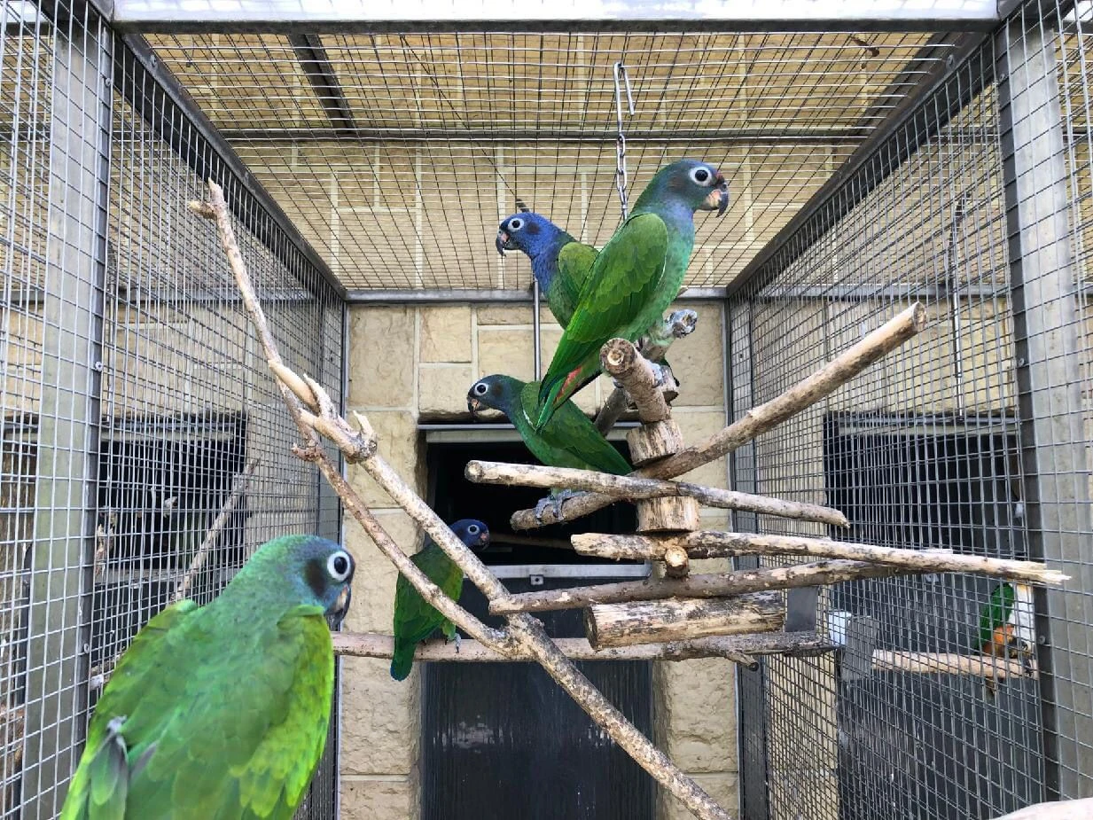 Amazónka modrohlavého