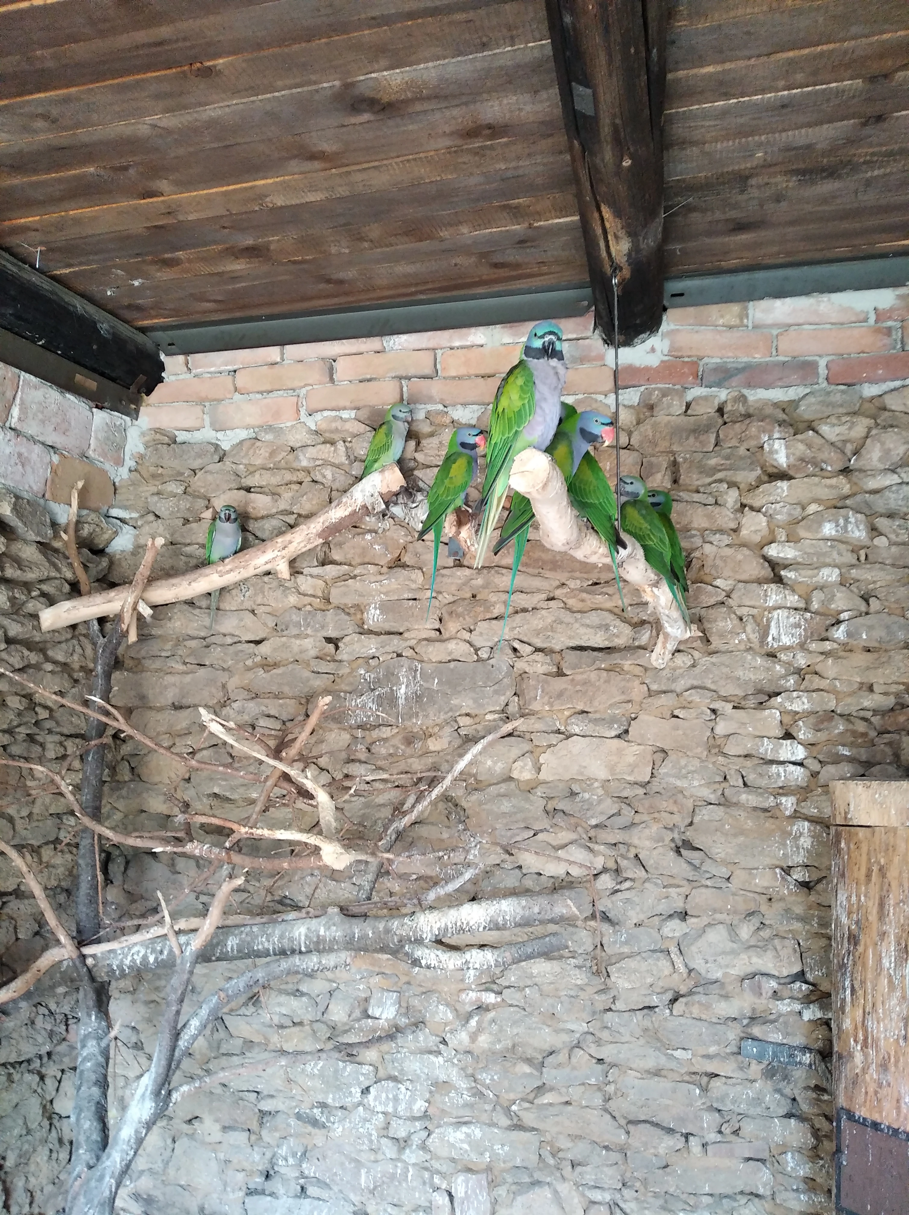 Alexandr Čínský,Papoušek Královský.