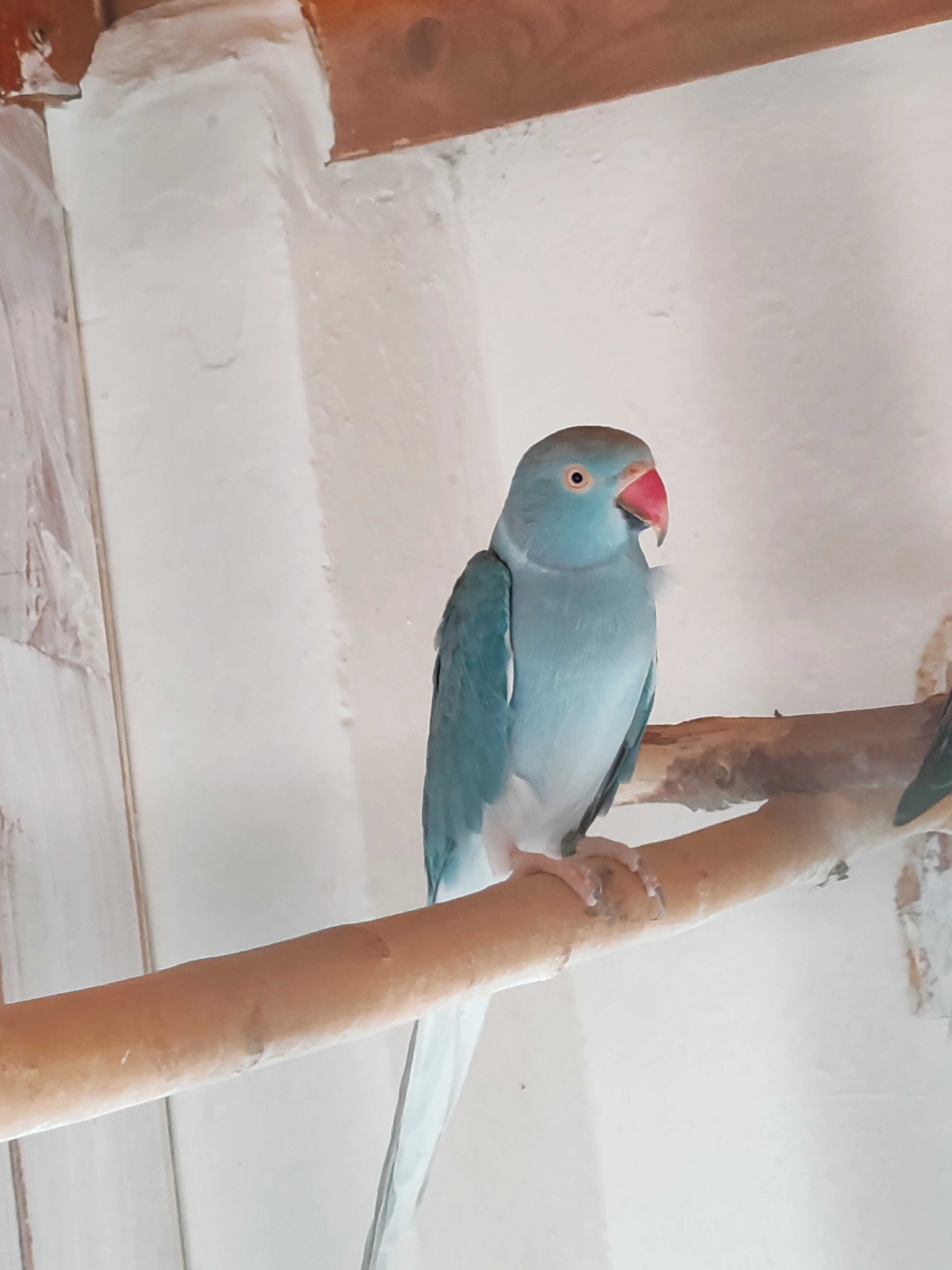 Penant rosela alexandr