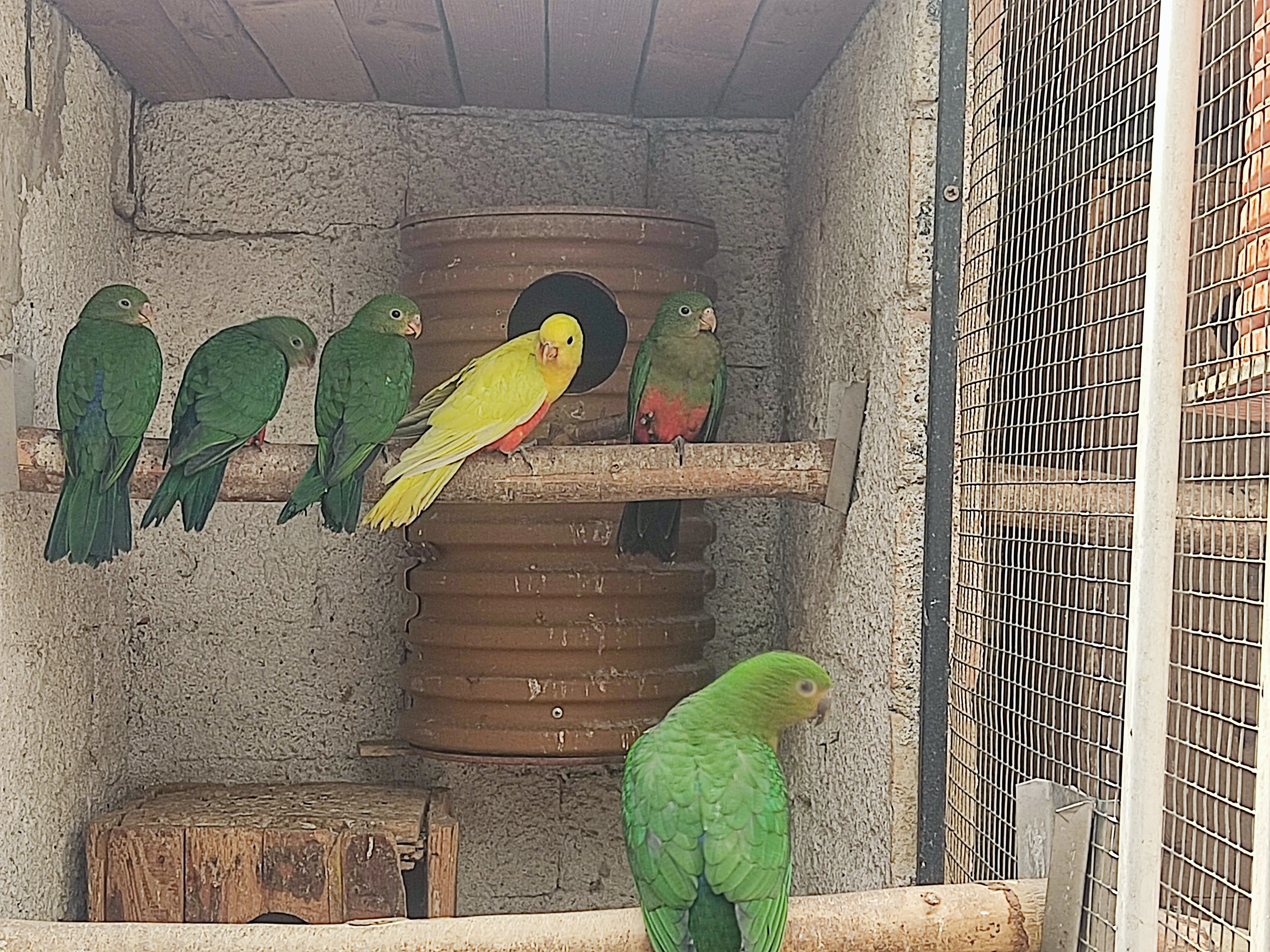 Papoušek královský