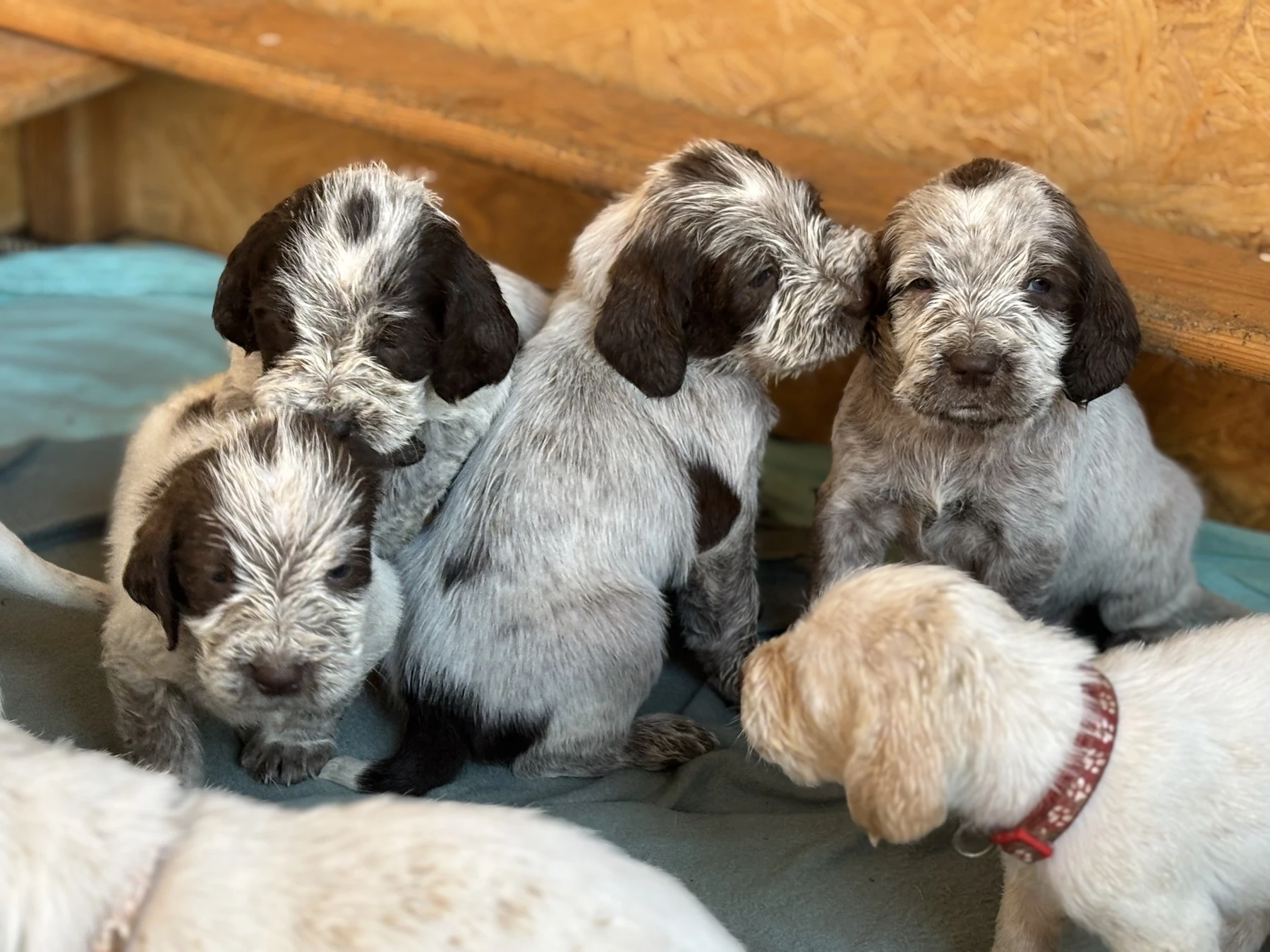 Italský spinone štěně