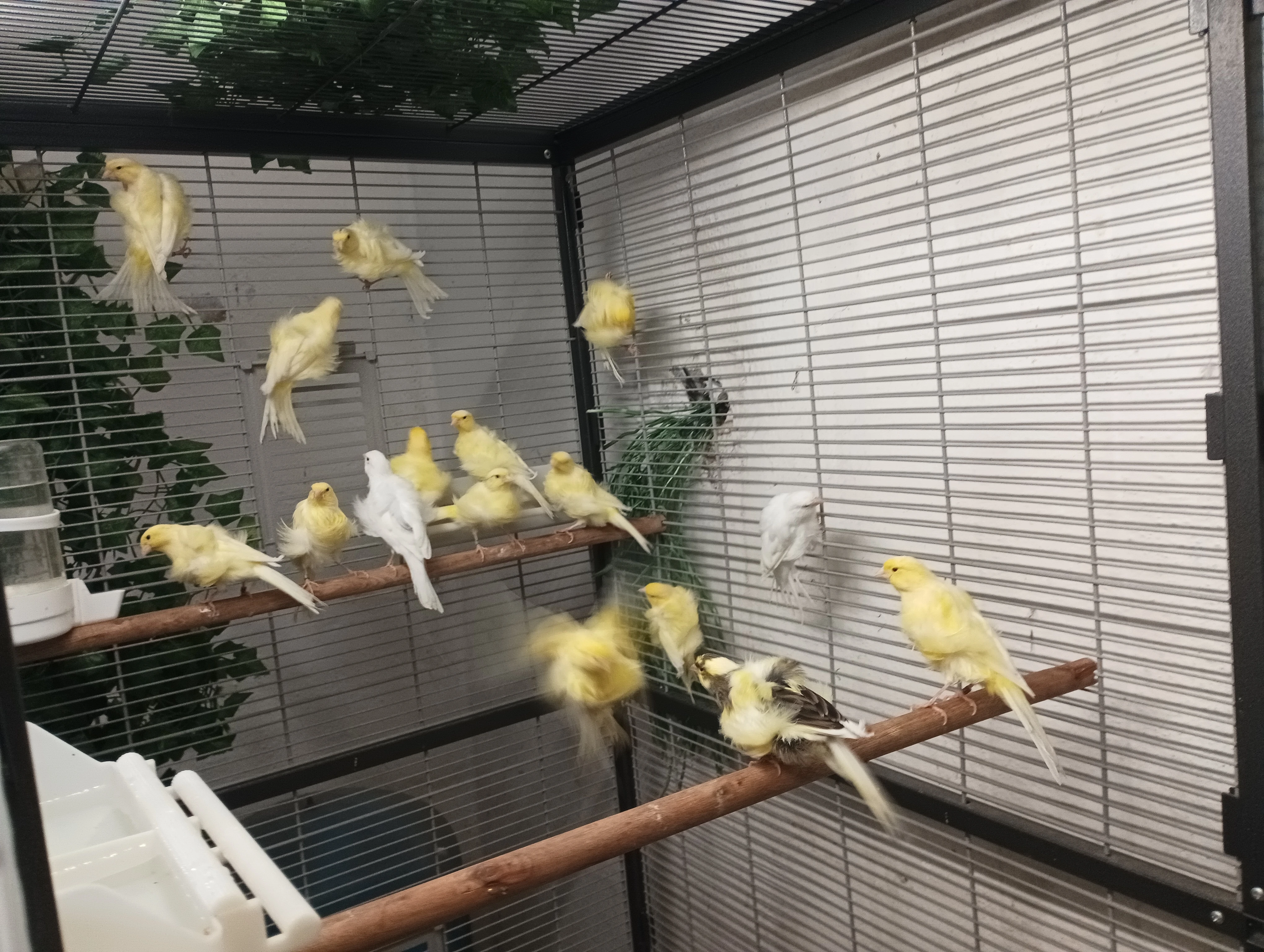 Prodám odchov Severní Holanďan