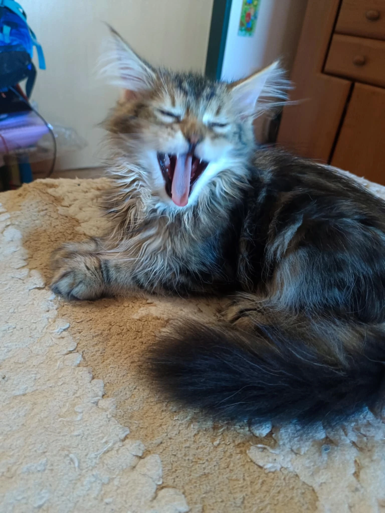 Koťátka v typu mainské mývalí