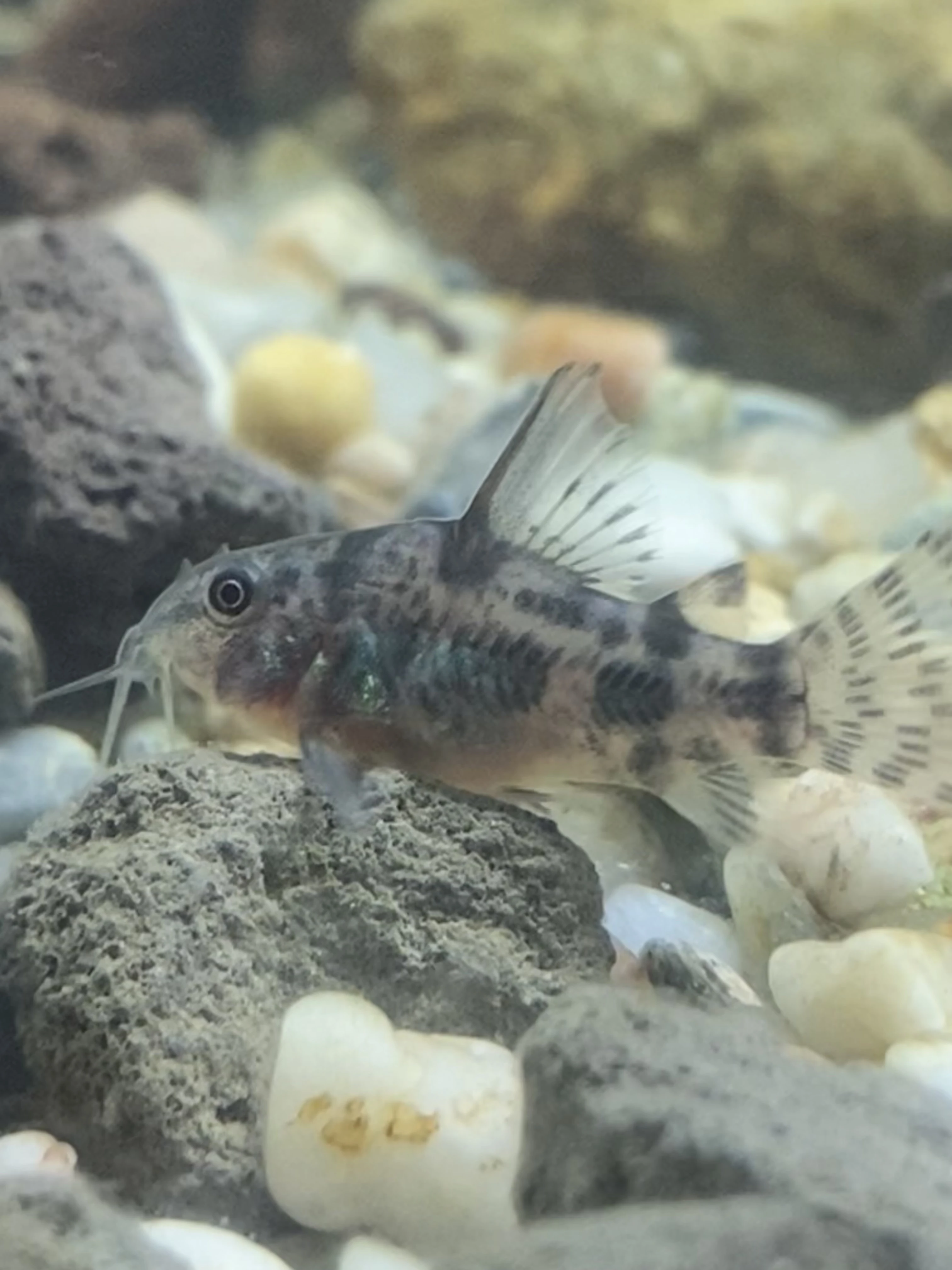 Pancéřníček skvrnitý