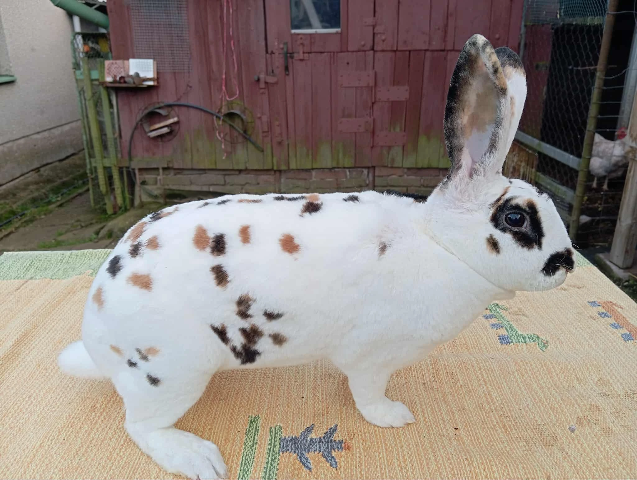 Rex Dalmatinký strakáč