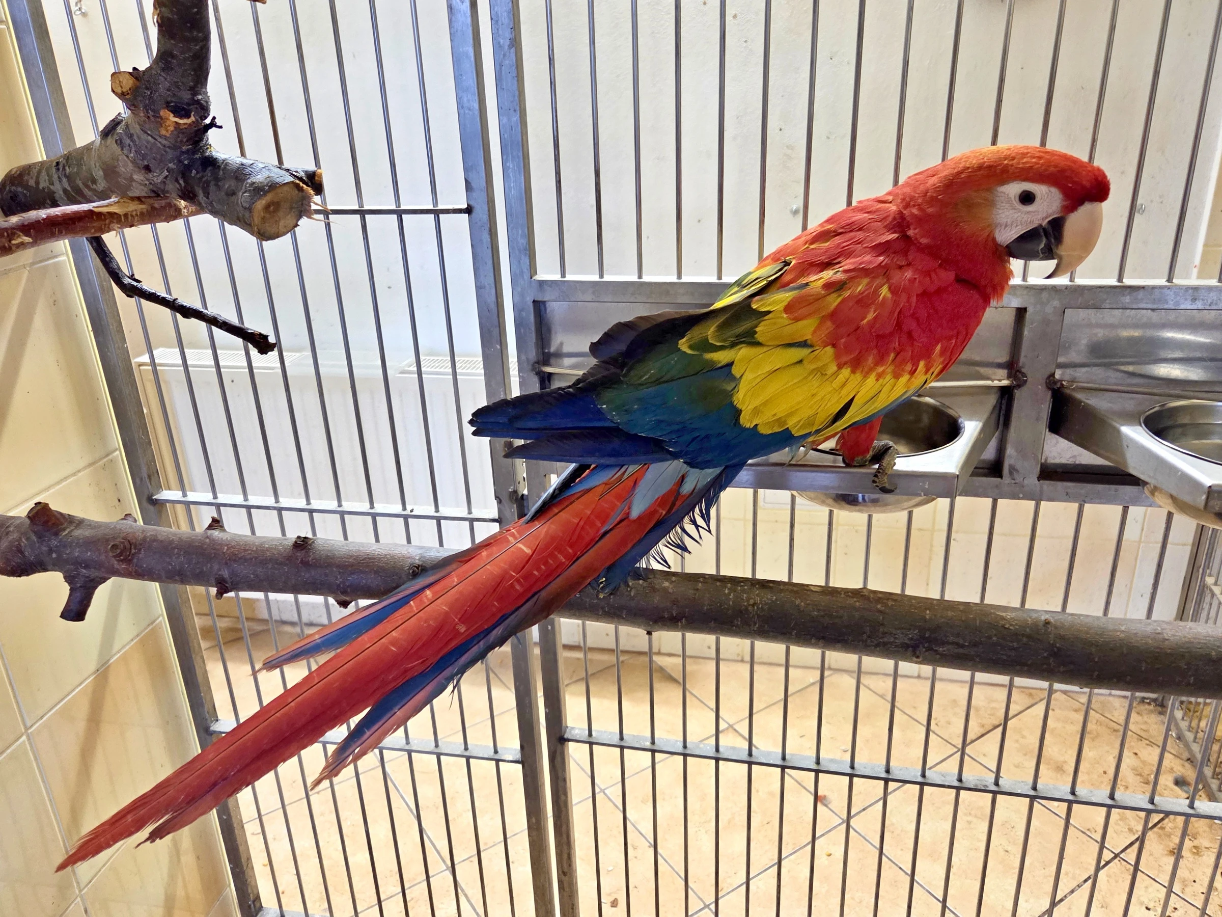 Ara Arakanga (Ara Macao) 2025 / 2.0