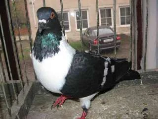 Prodám holuby Moravské pštrosy černé