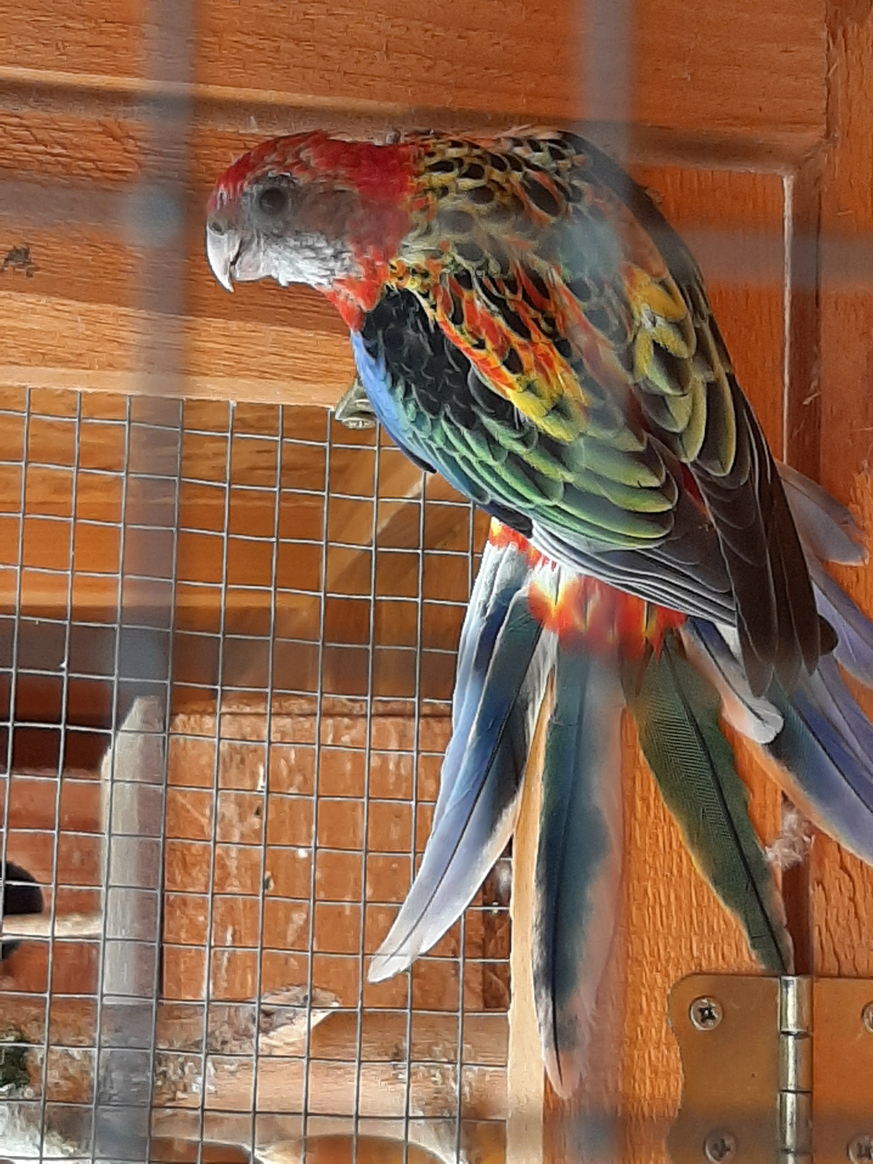 Rosela pestra červená 0.1