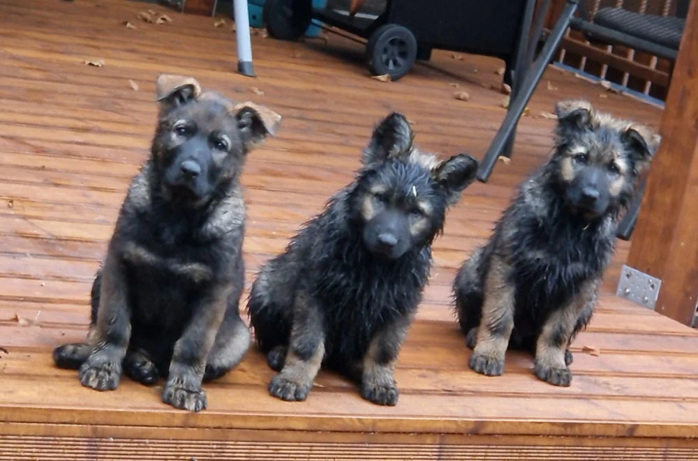 Štěňata pejsky, tmavě vlkošedá s průkazem původu FCI
