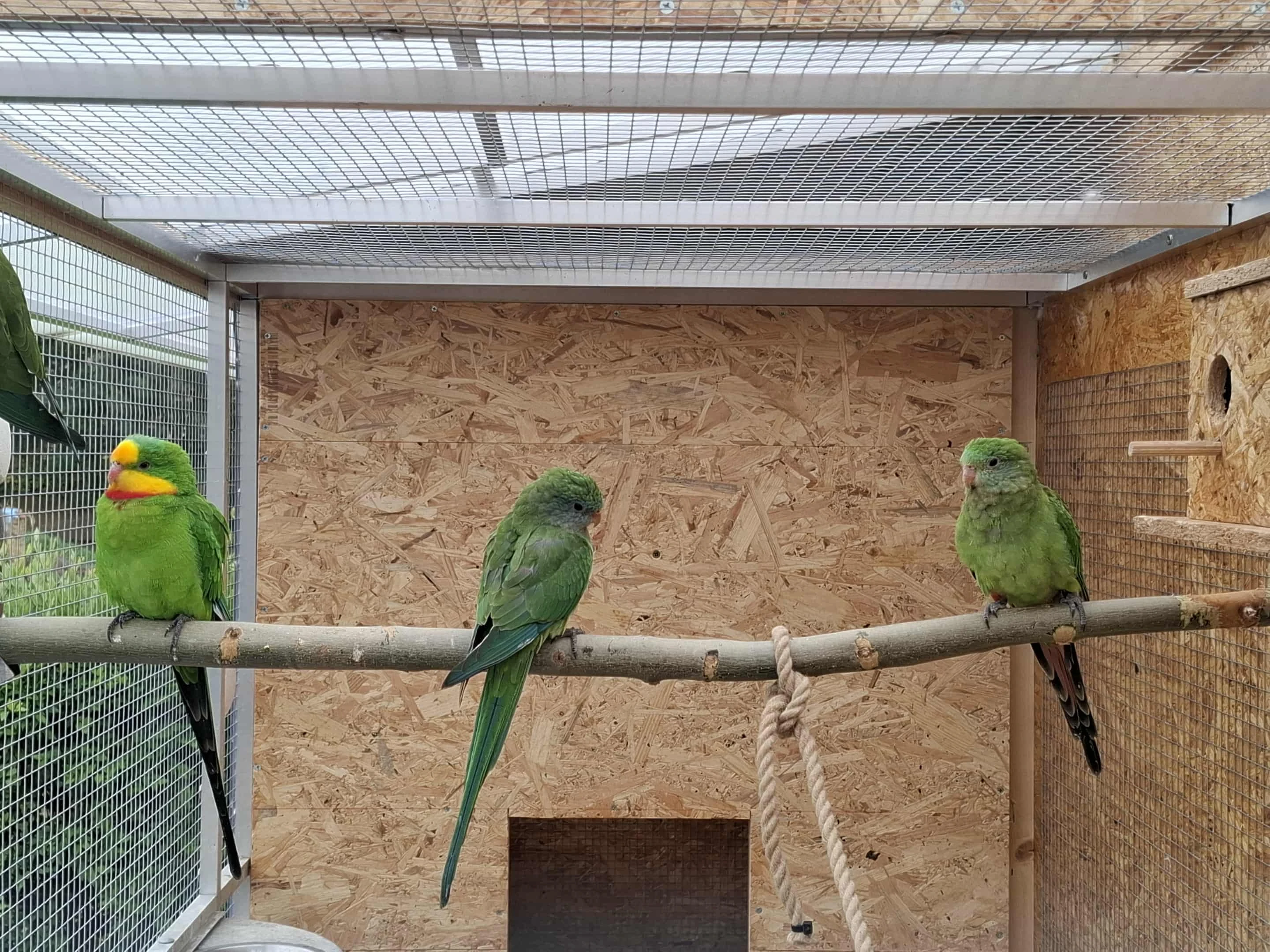 Papoušek Nádherný