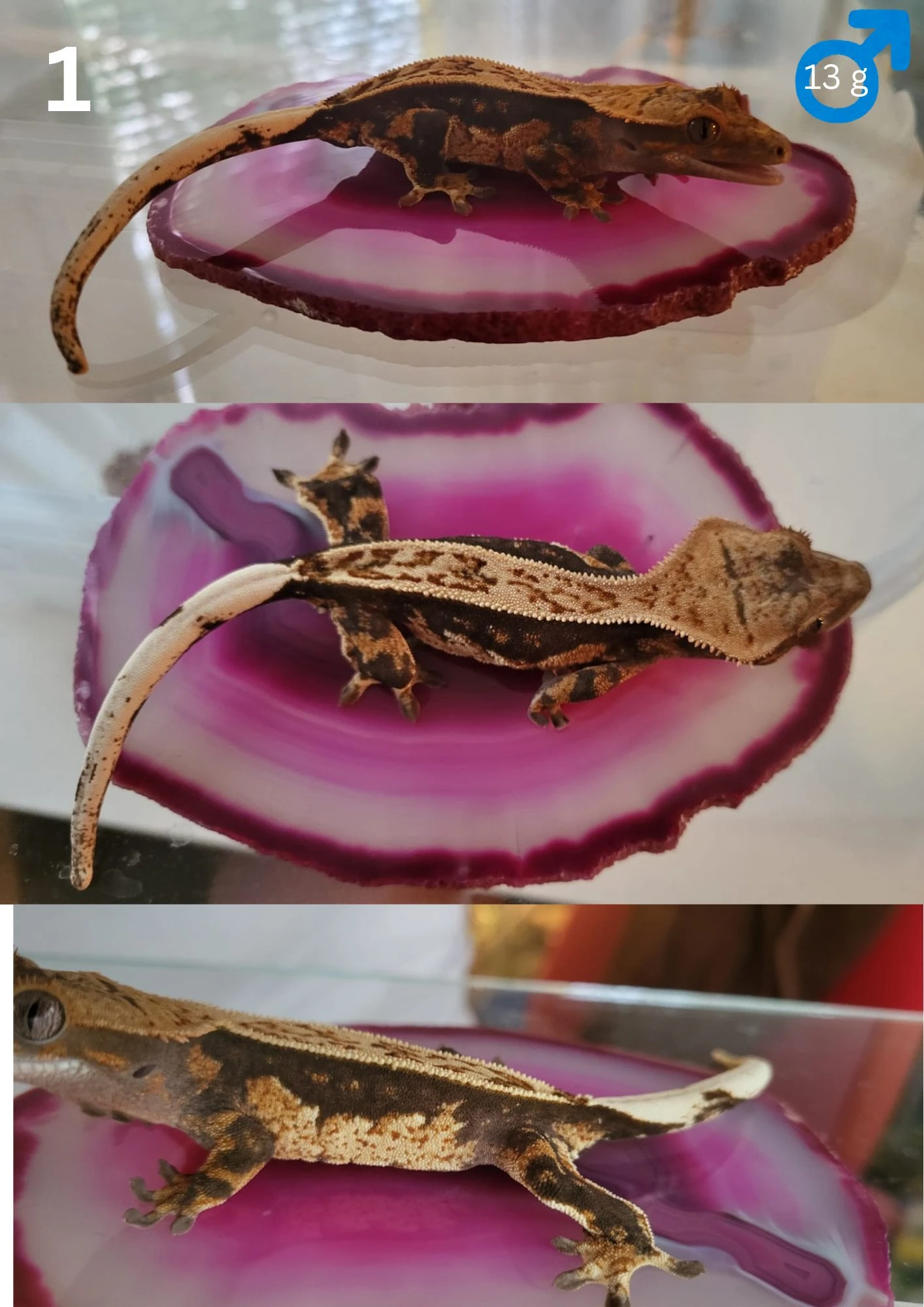 Correlophus ciliatus pagekon řasnatý na prodej