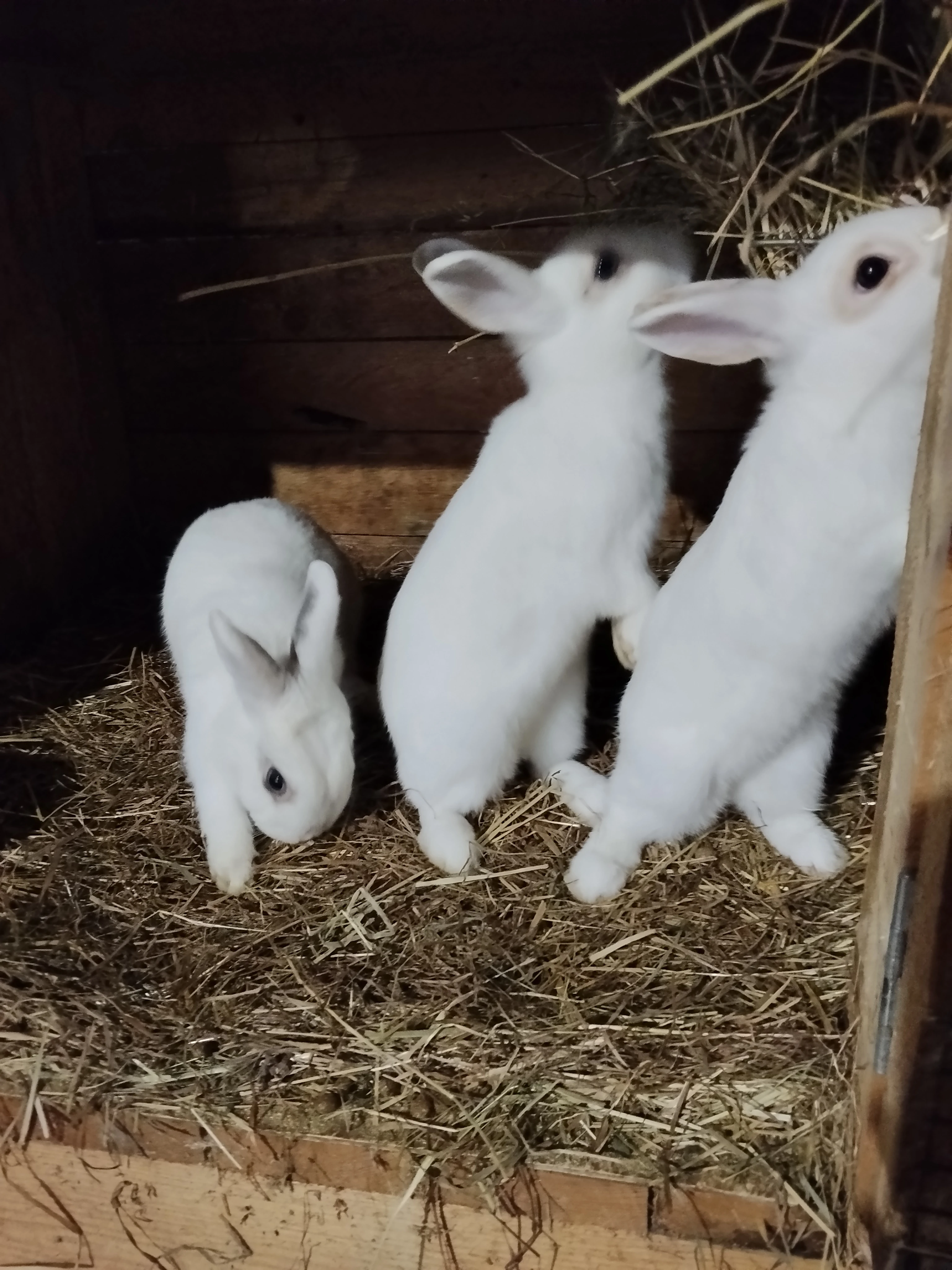 Prodám letošní mladé zakrslé králíky