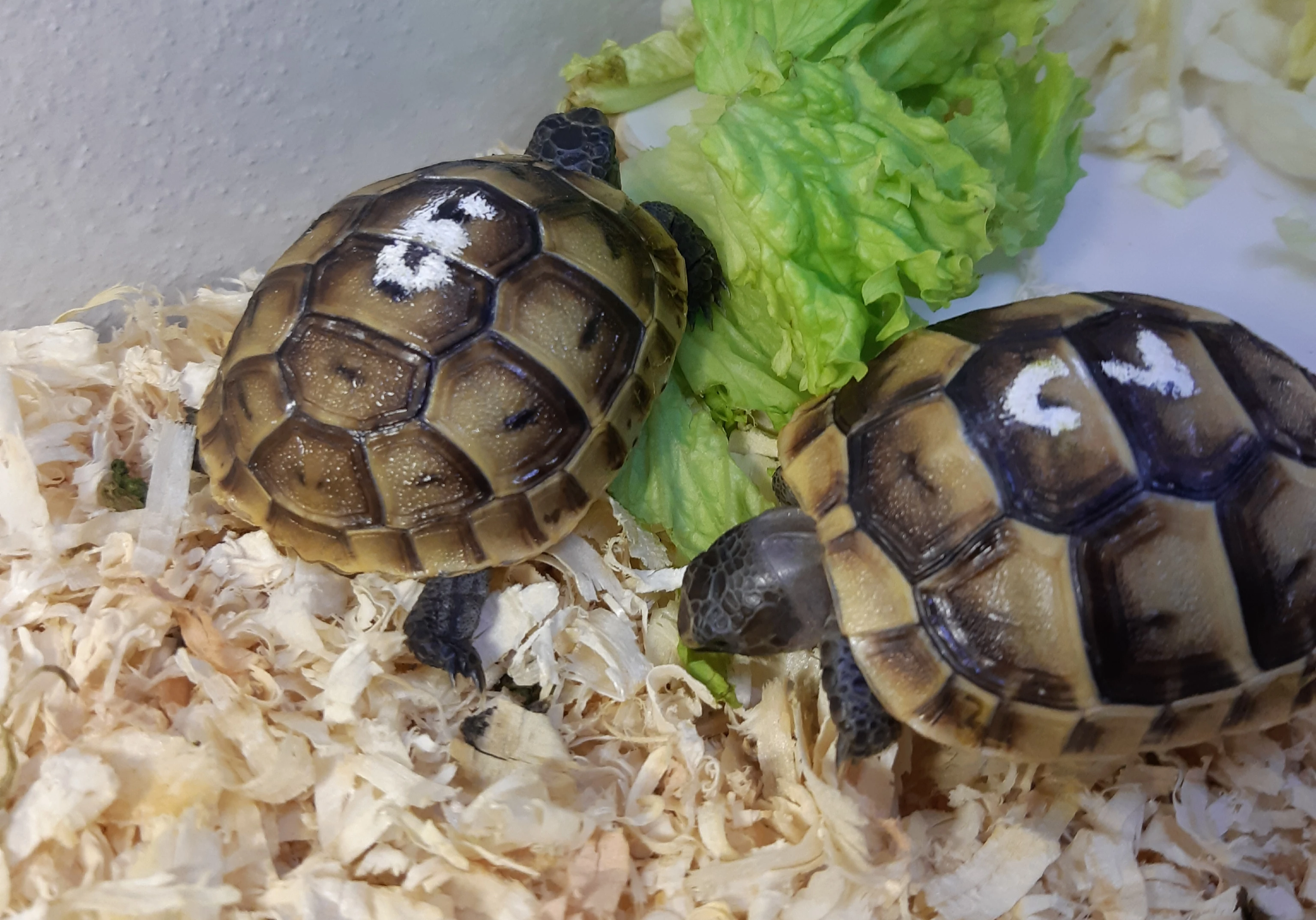 Želvy žlutohnědé odchov 2025