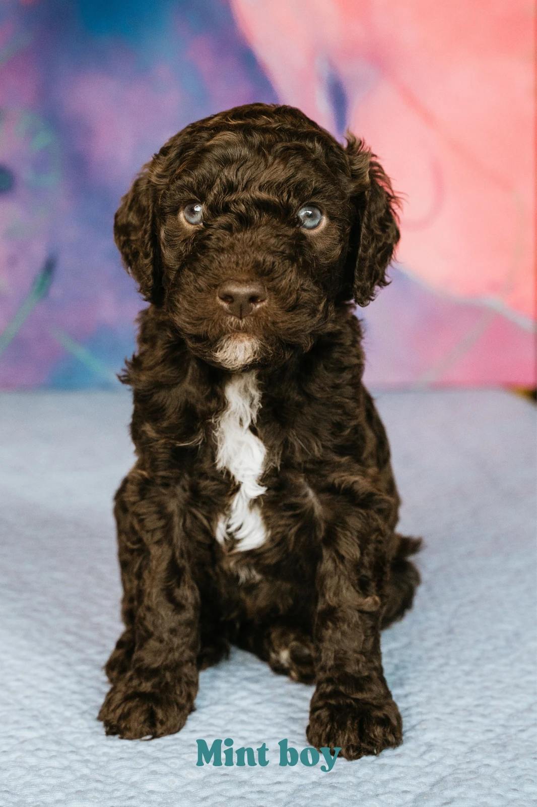 Francouzský vodní pes - Barbet - štěňata