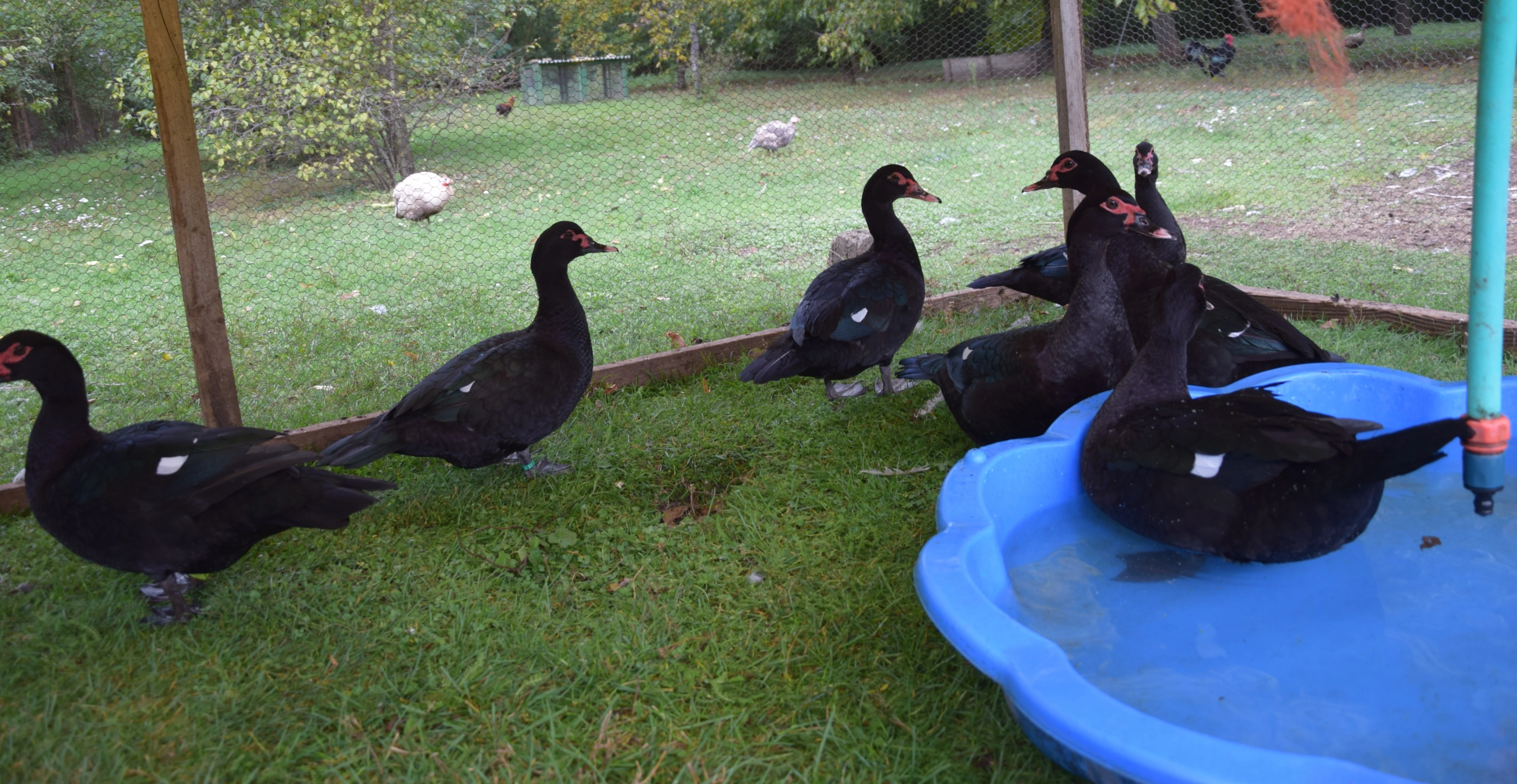 Letošní odchovy pižmovek divoce zbarvených