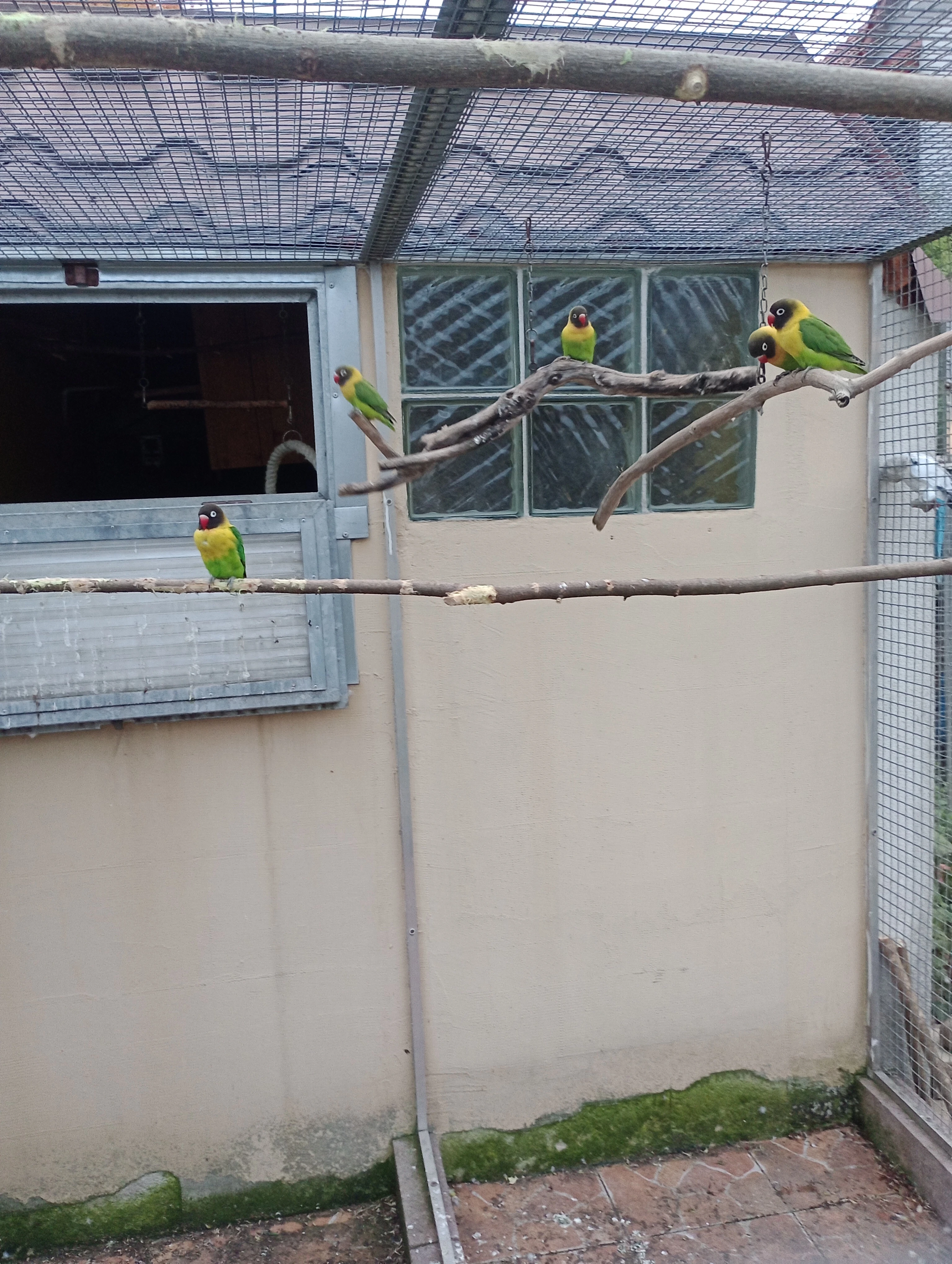 Agapornis škraboškový