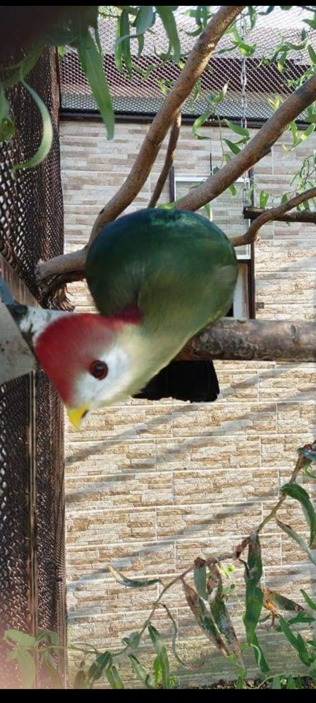 Turako červenokorunkatý