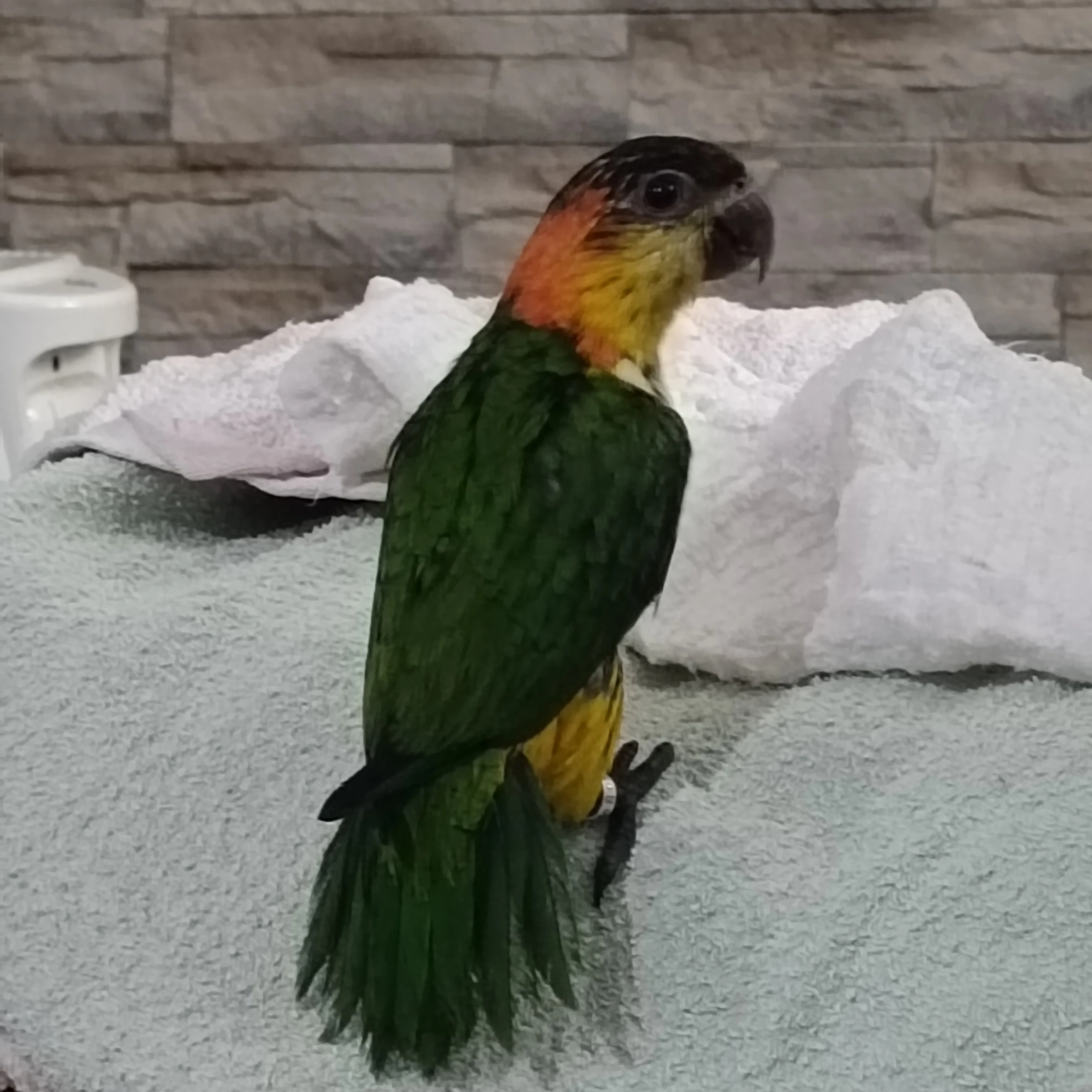 Amazónek belobřichý