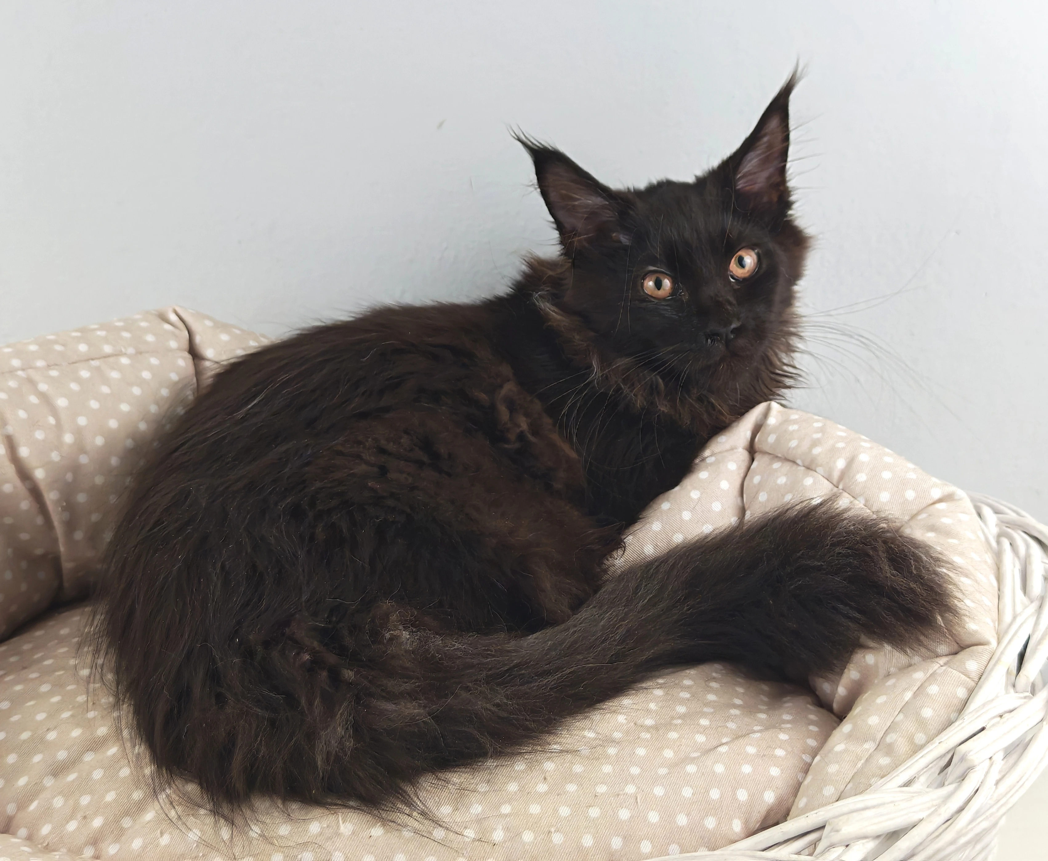 Mainská mývalí kočička s PP