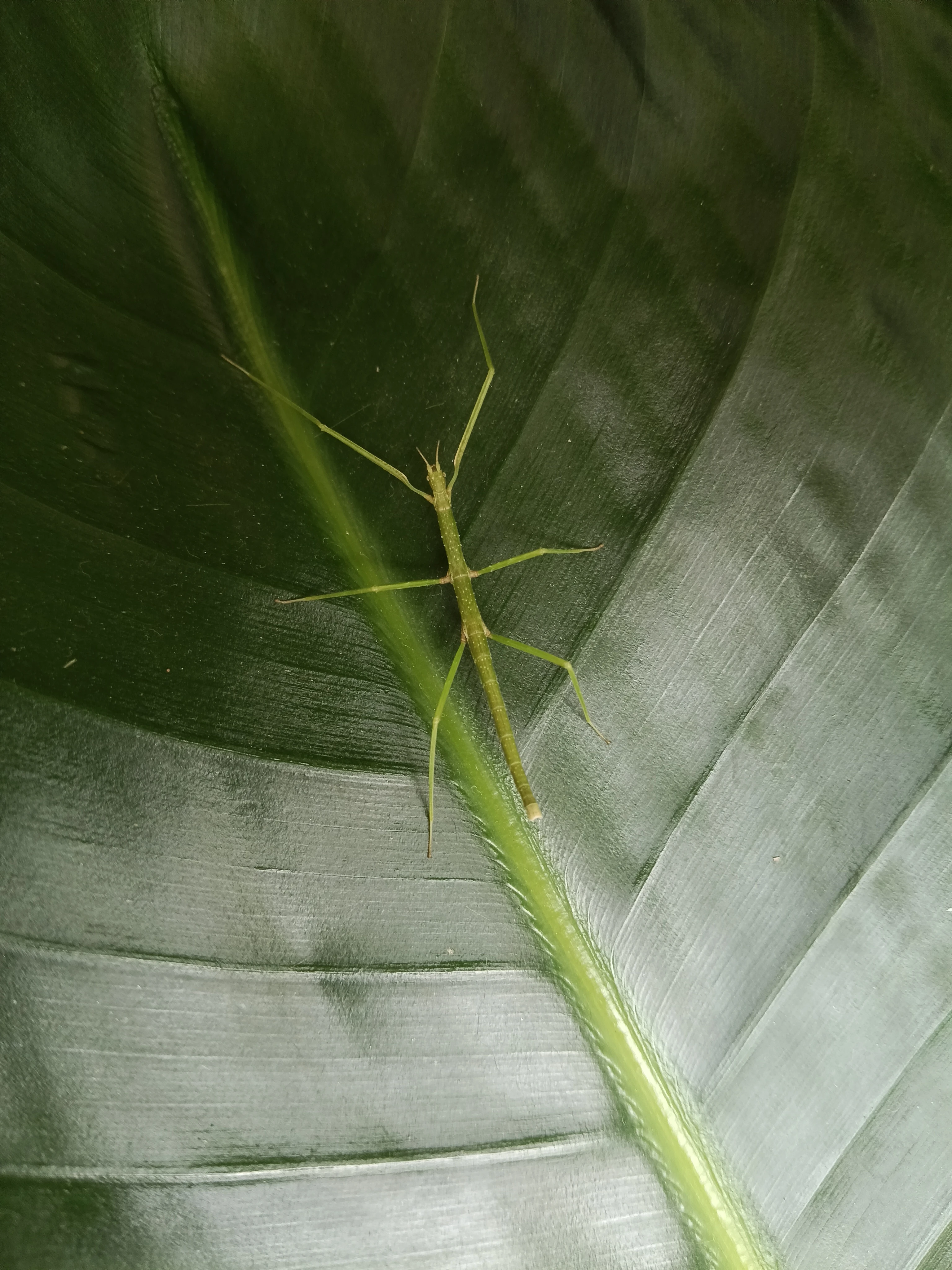 Daruji nymfy pakobylky