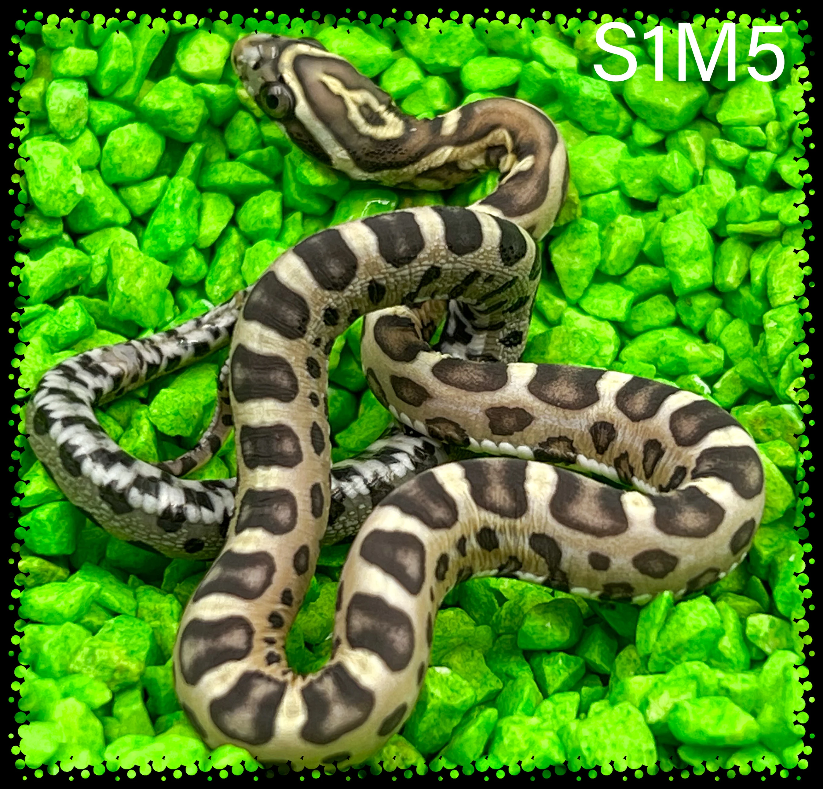 Užovka červená Scaleless