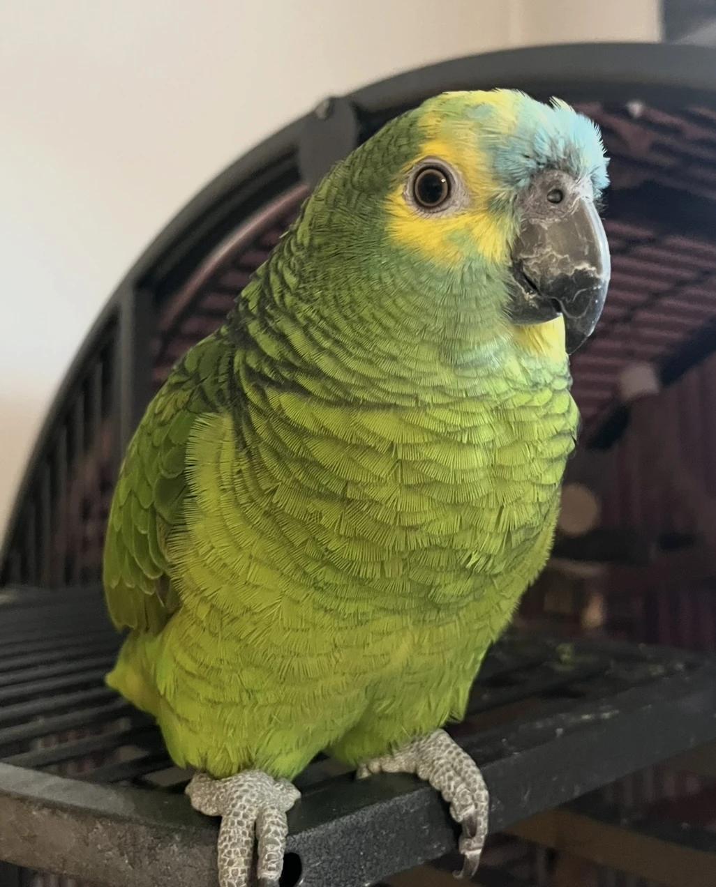 Pár - amazoňan modročelý