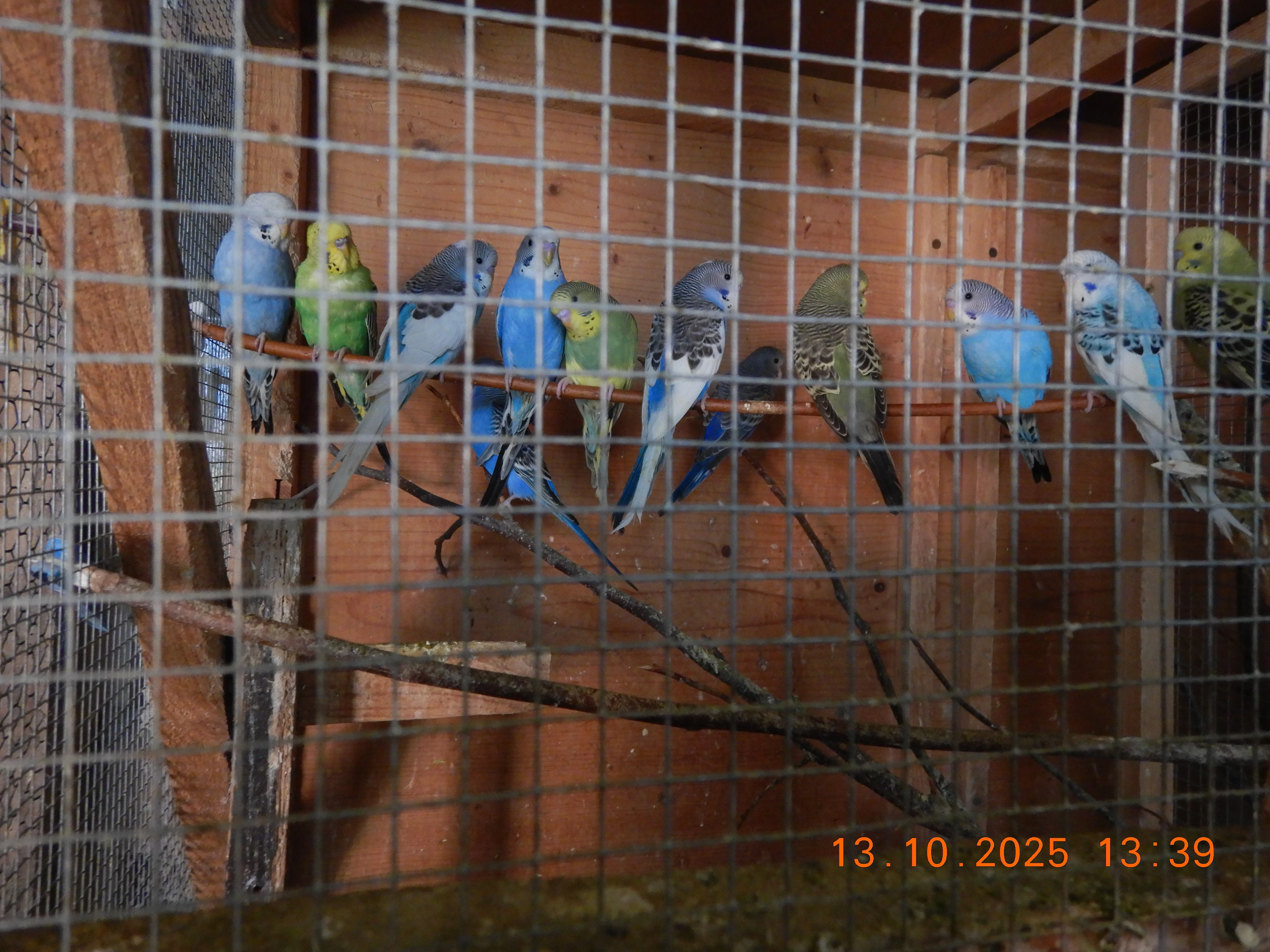 Prodám andulky vlnkované