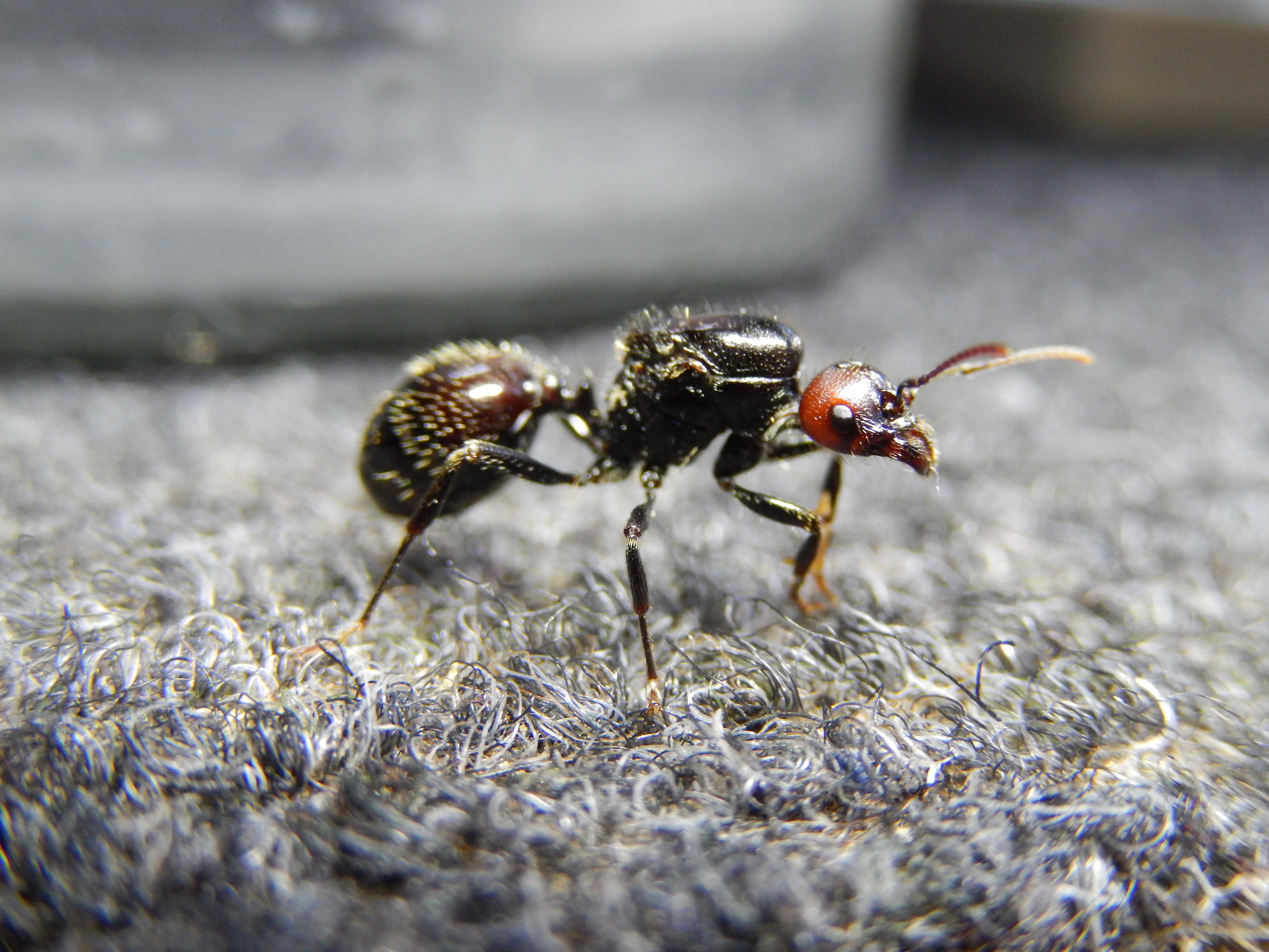 Prodám různé druhy mravenců, české, evropské, exotické